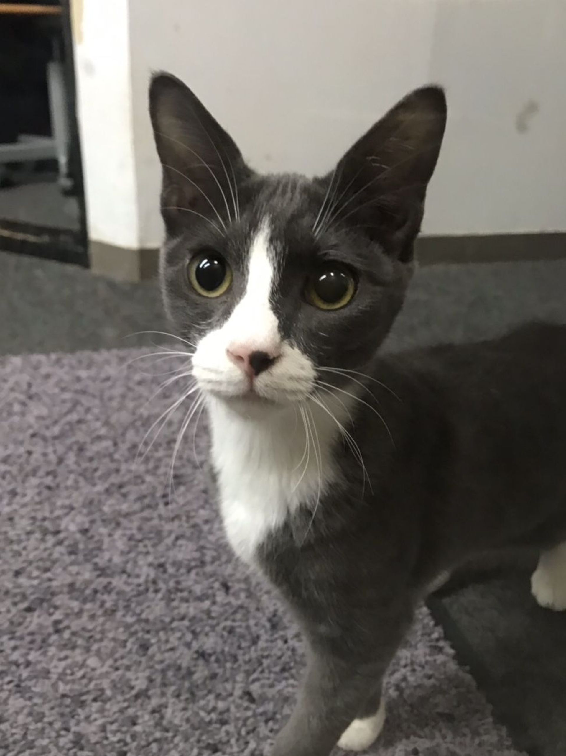 雑種（ミックス猫）・オスの里親募集の写真