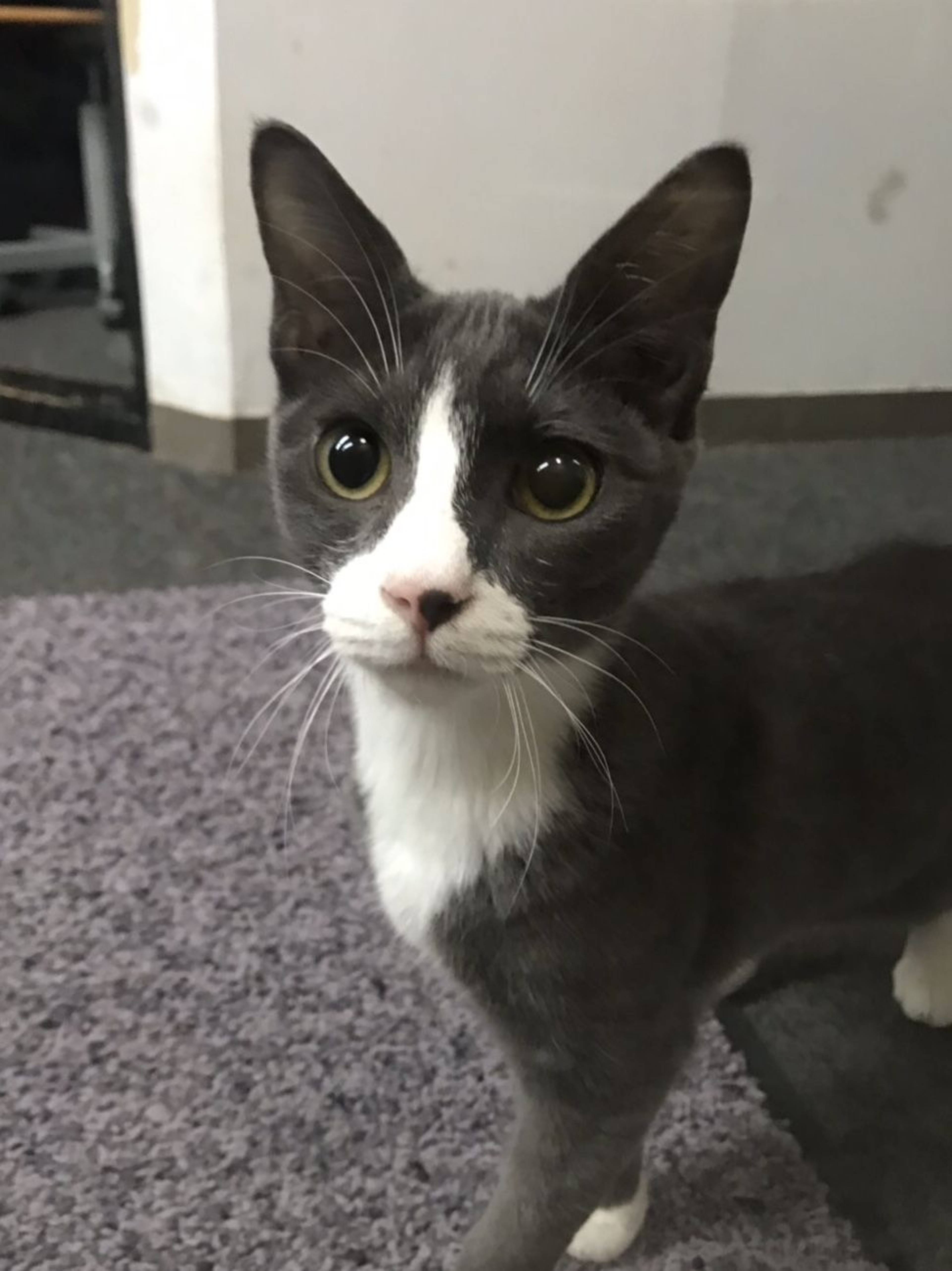 雑種（ミックス猫）・オスの里親募集の写真