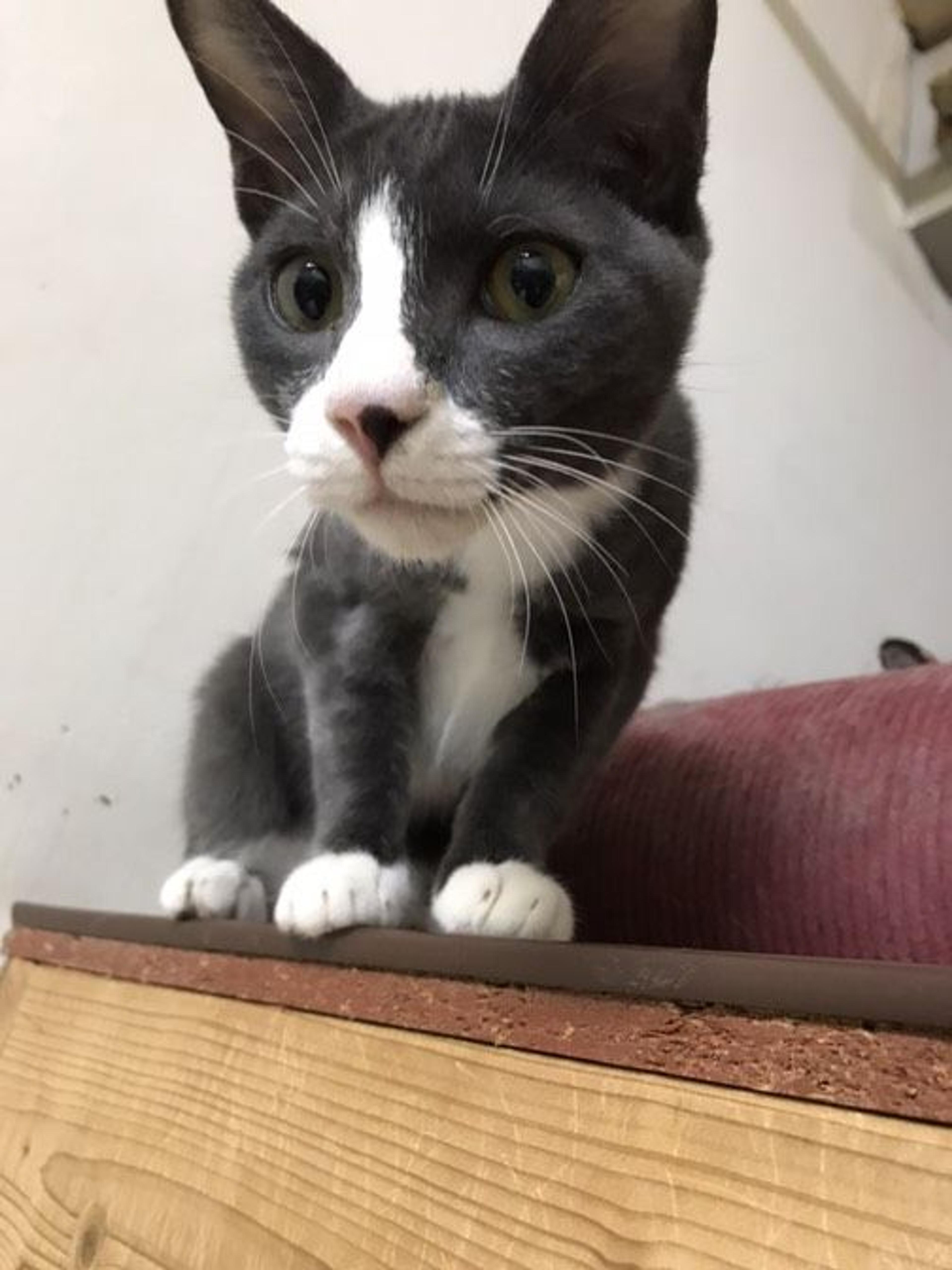 pet-image-2