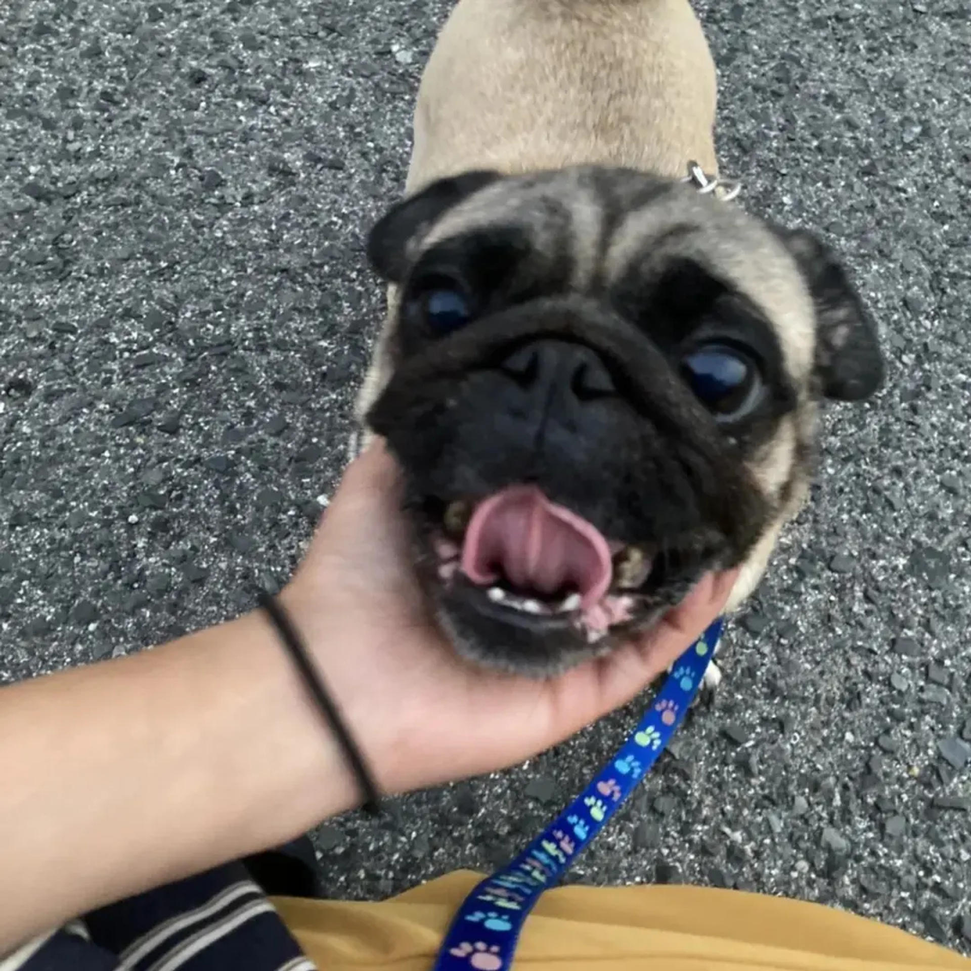 pet-image-3