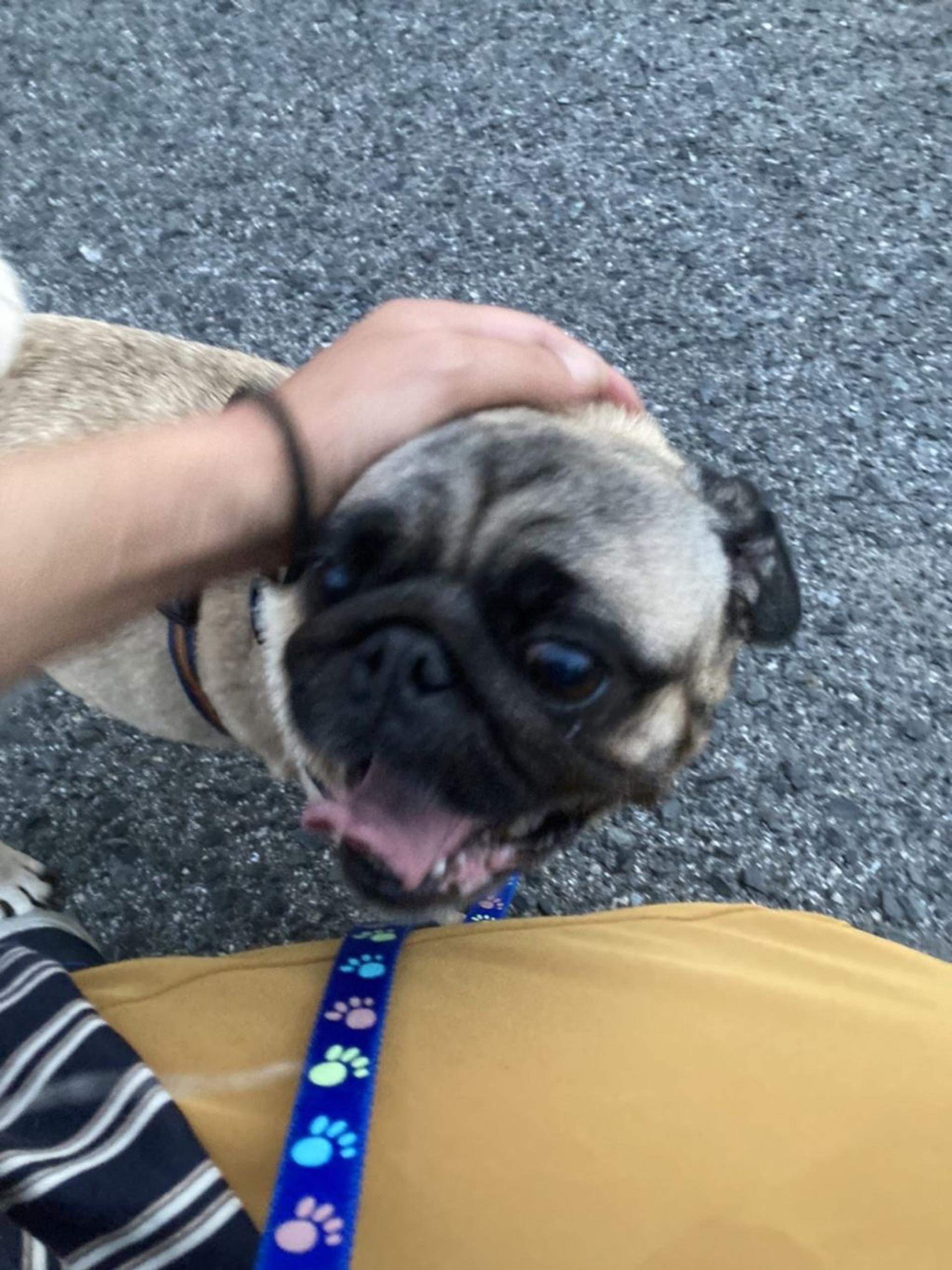 pet-image-4