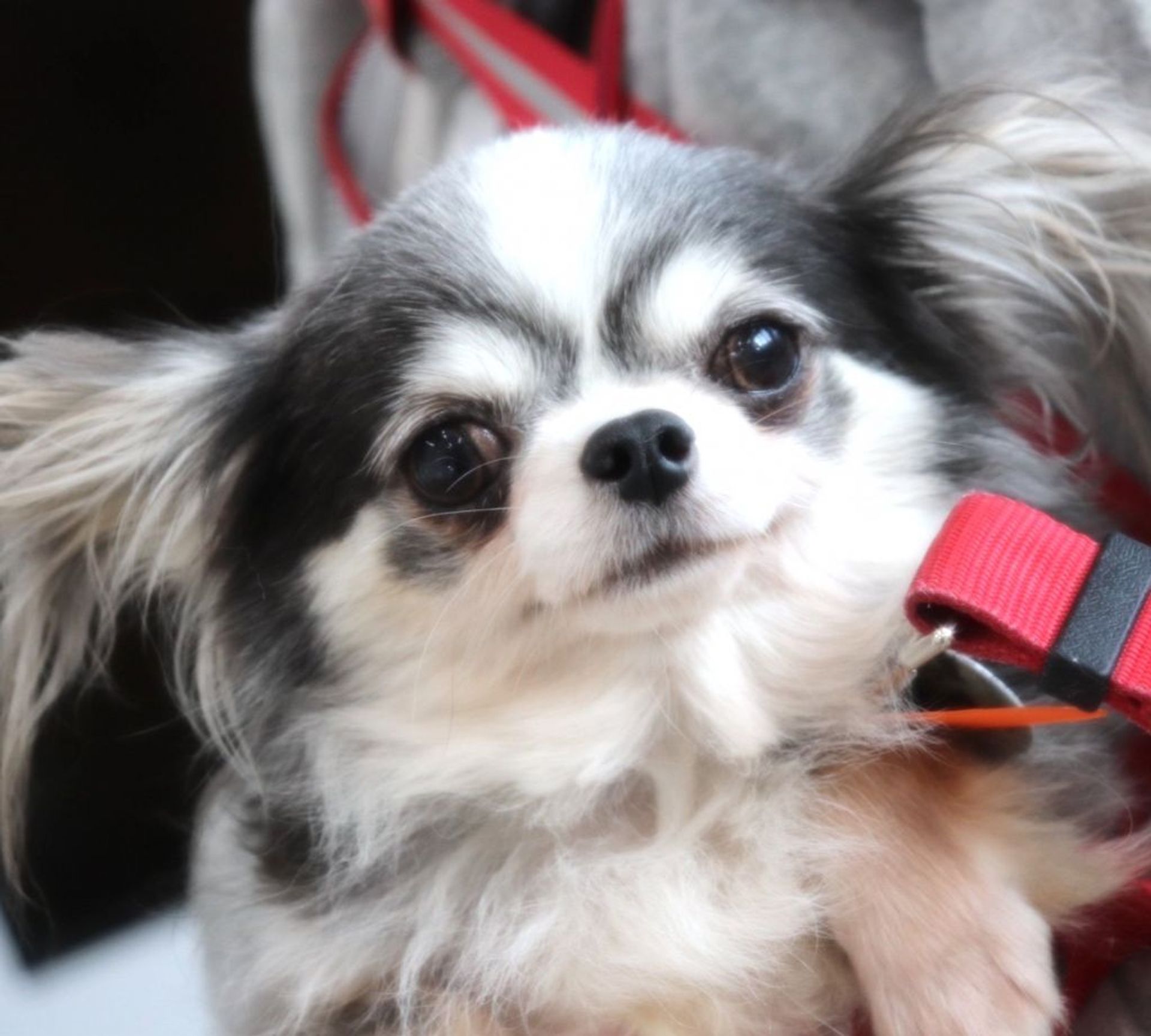 雑種（ミックス犬）・メスの里親募集の写真