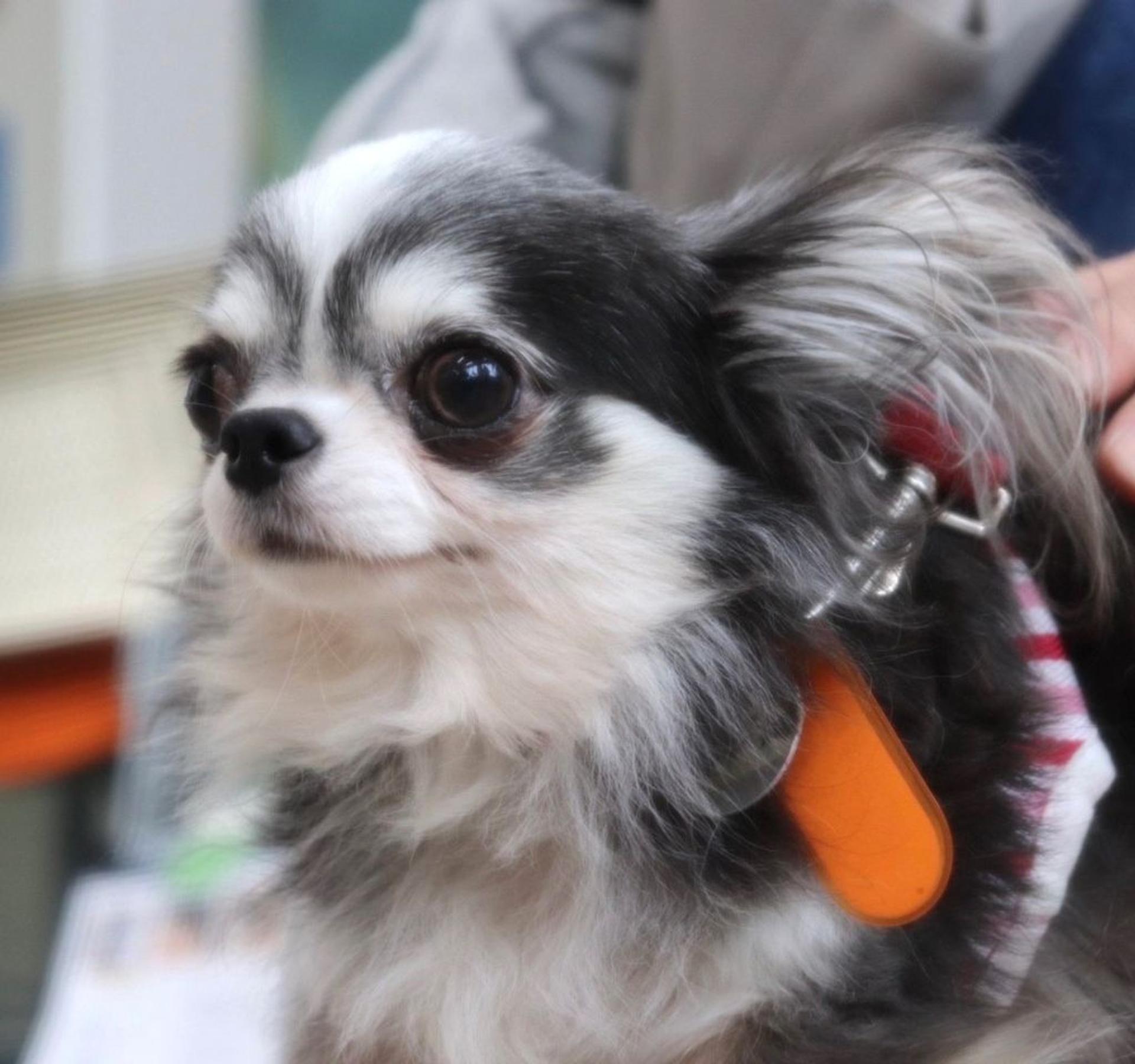 pet-image-2