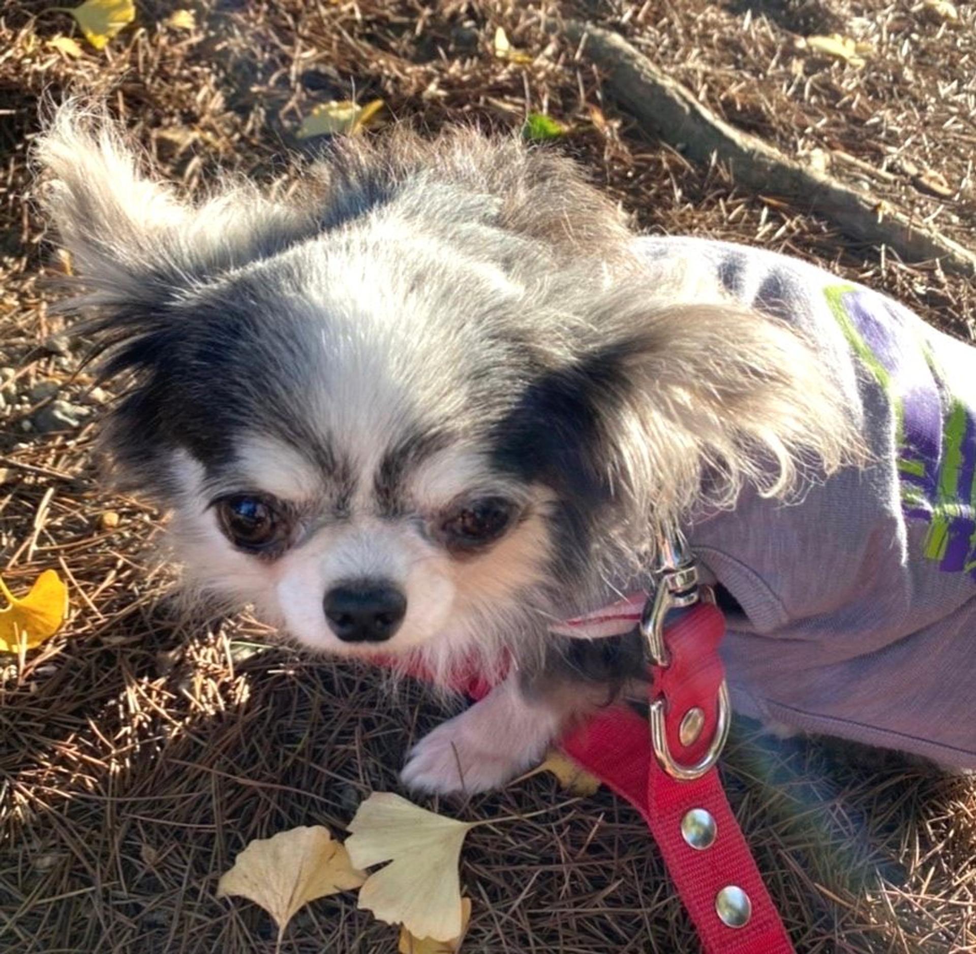 pet-image-3