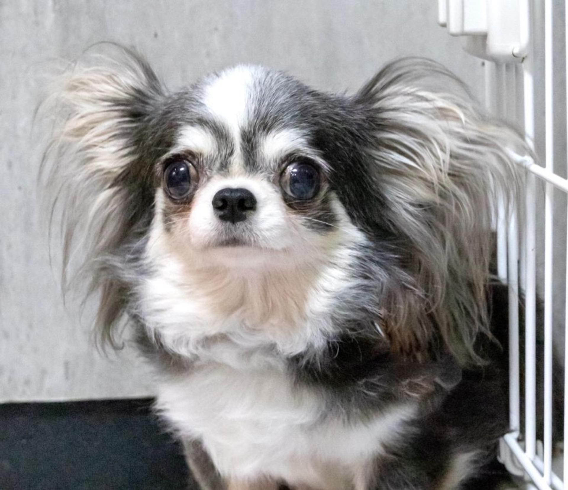 pet-image-4