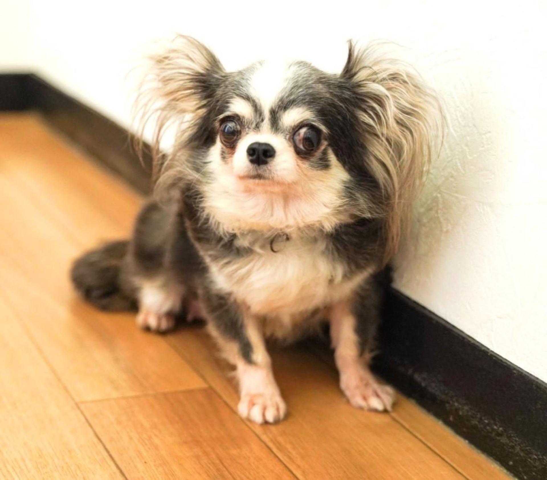 pet-image-5