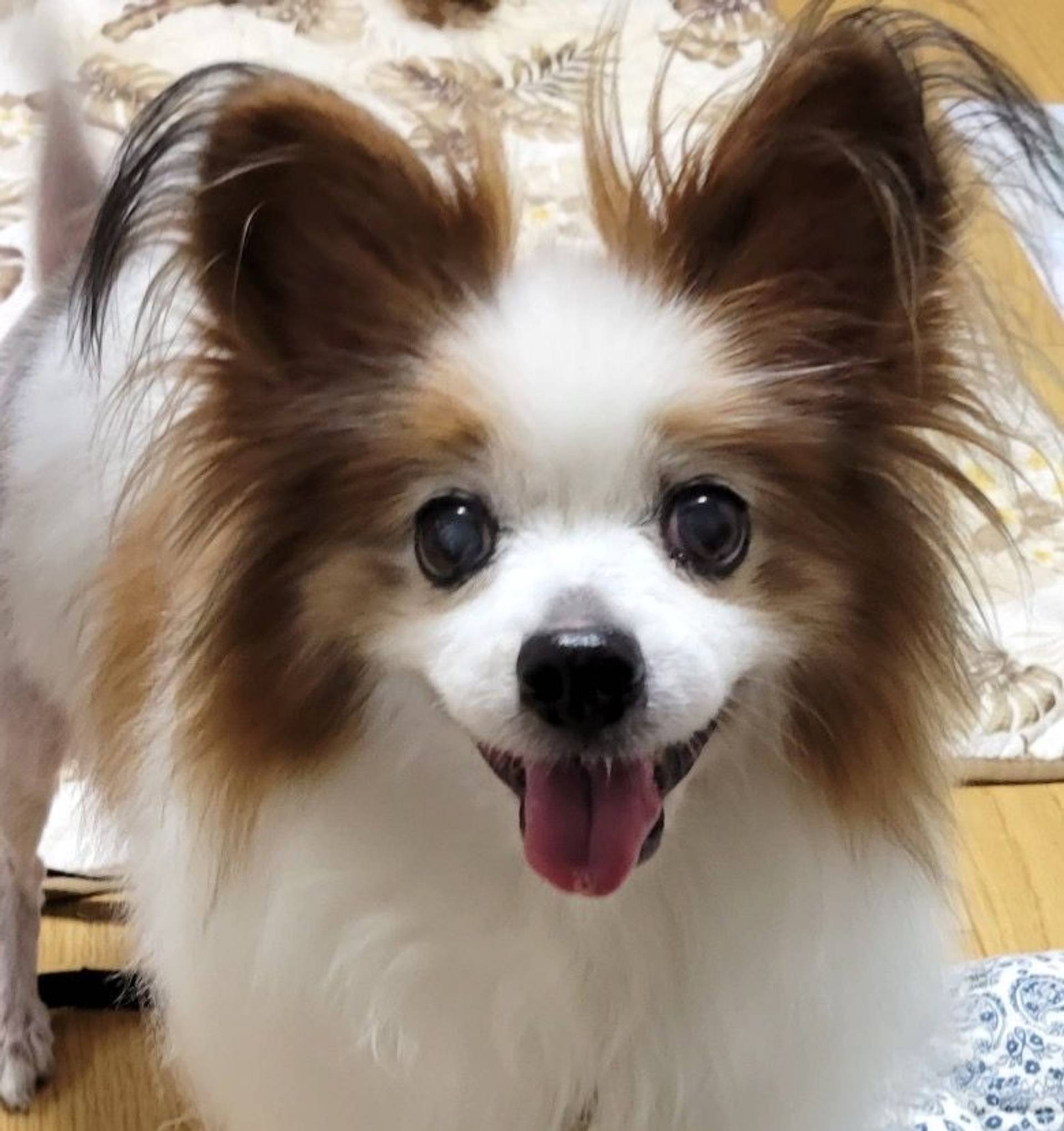 パピヨン・メスの里親募集の写真