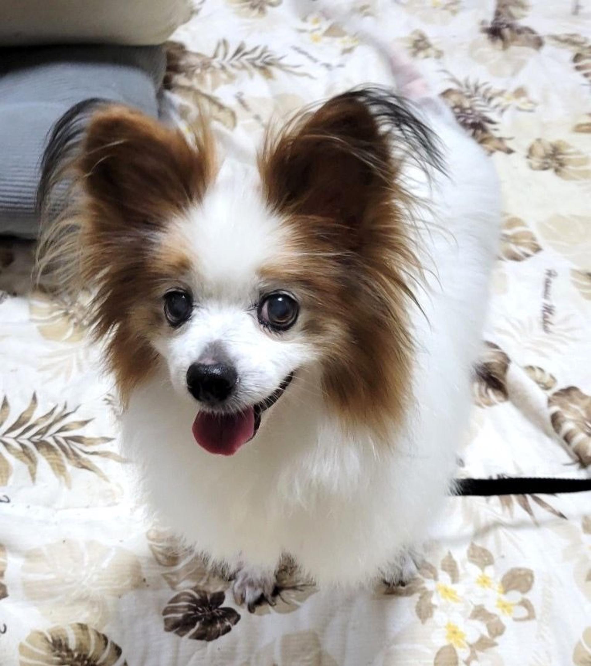 pet-image-2
