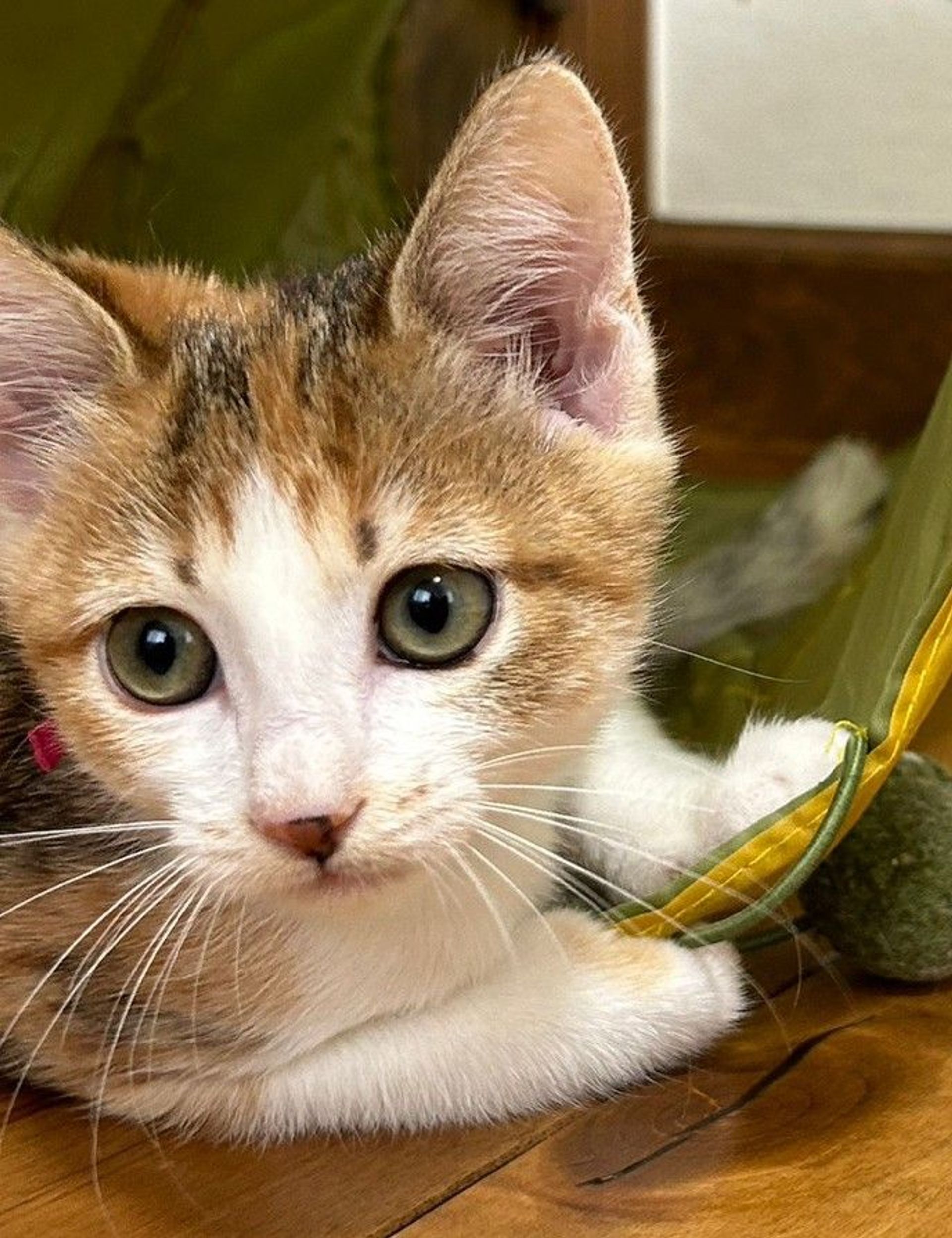 雑種（ミックス猫）・メスの里親募集の写真