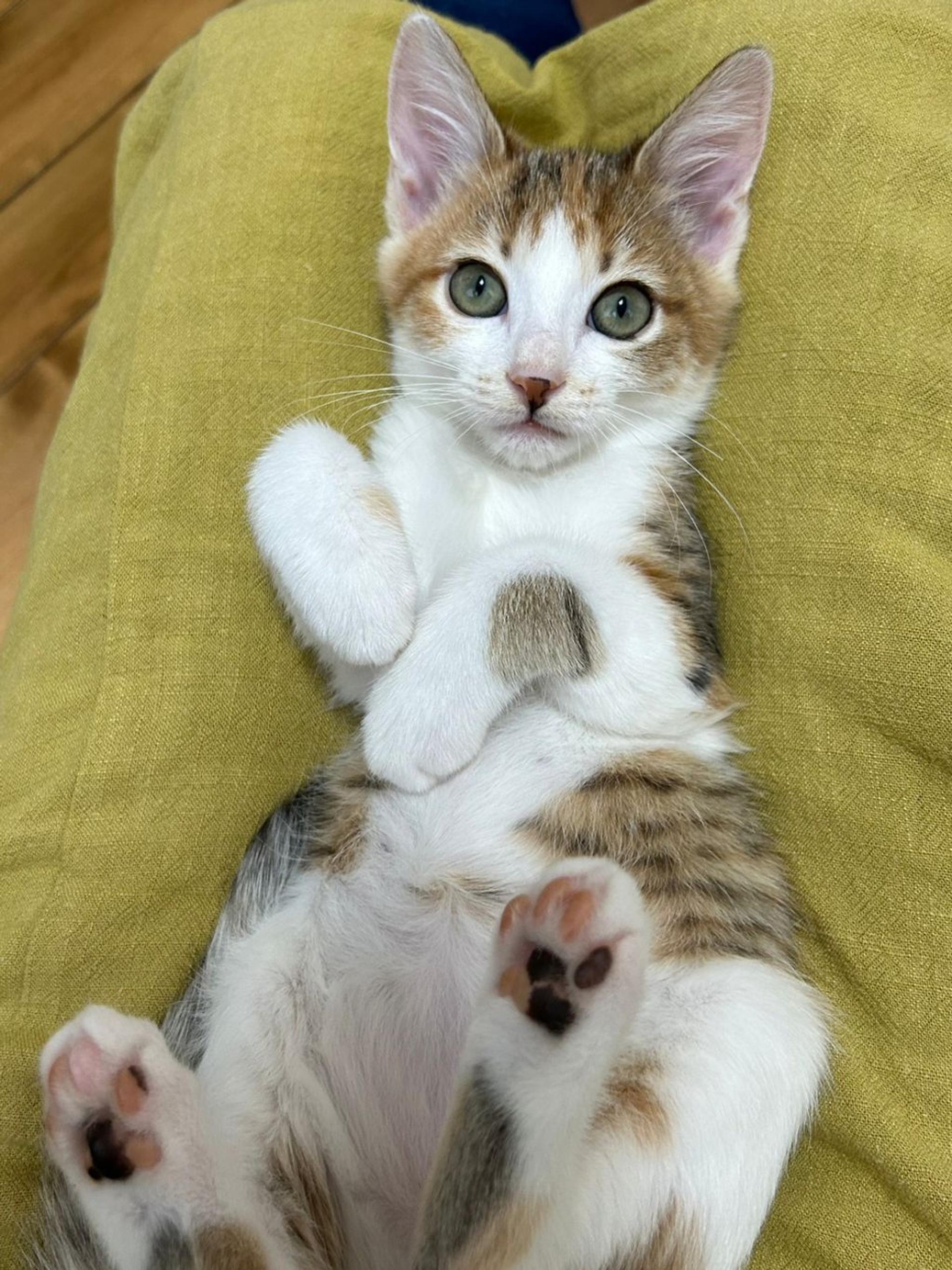 pet-image-4