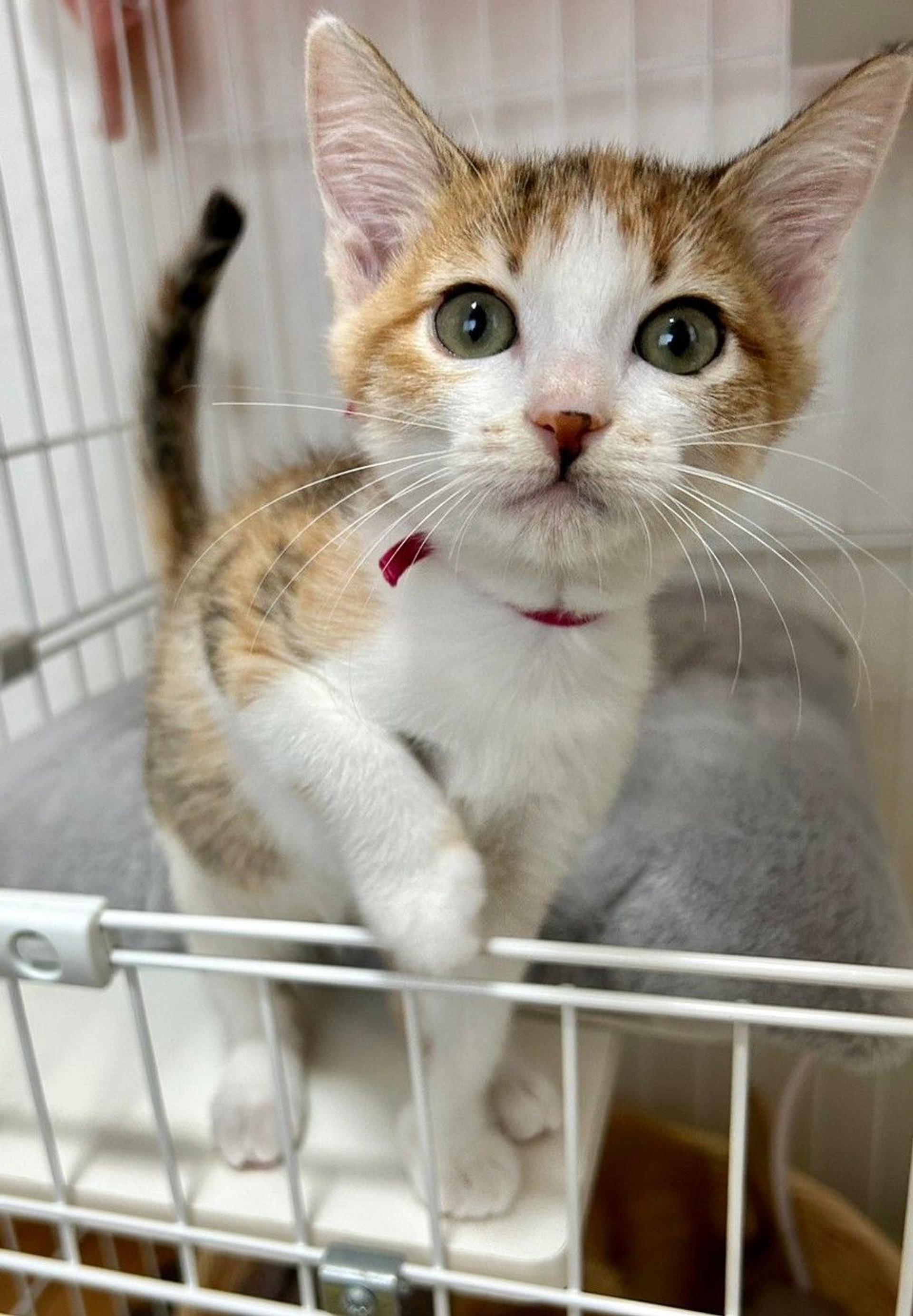 pet-image-5