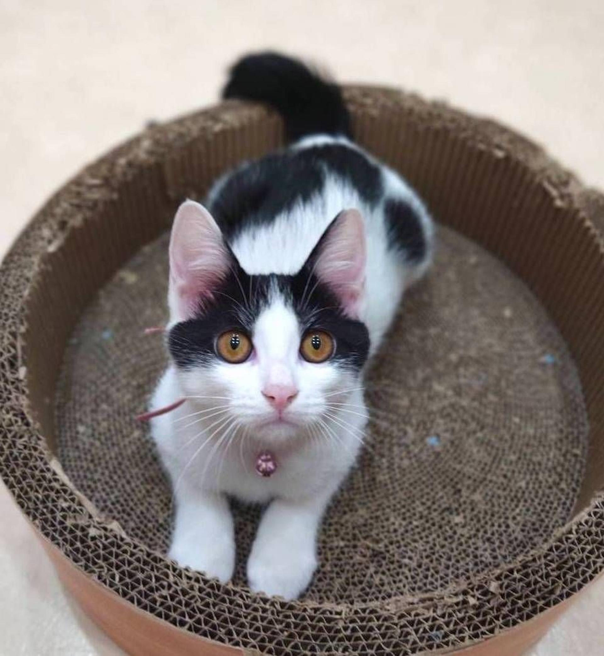 pet-image-6