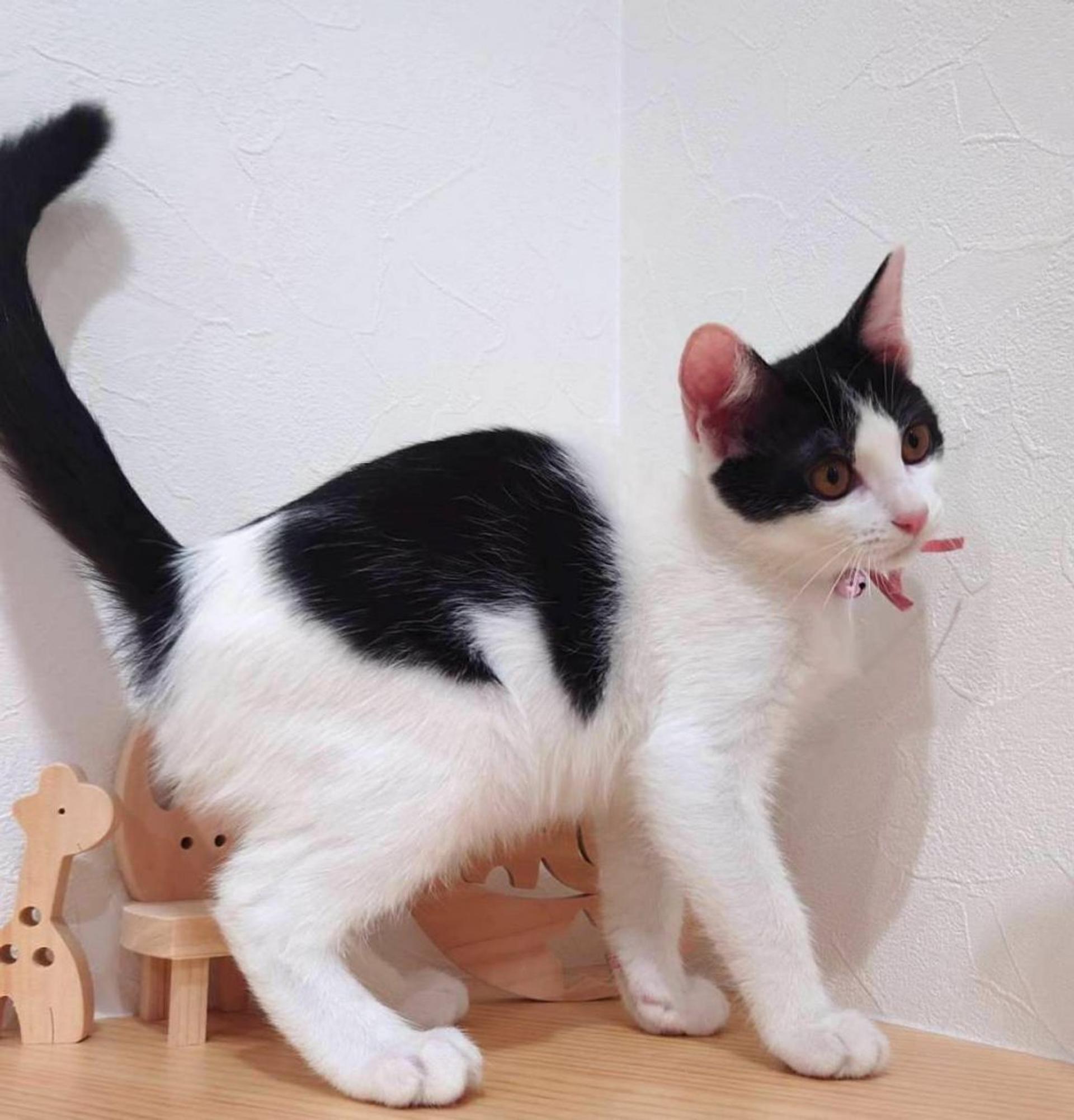 pet-image-7
