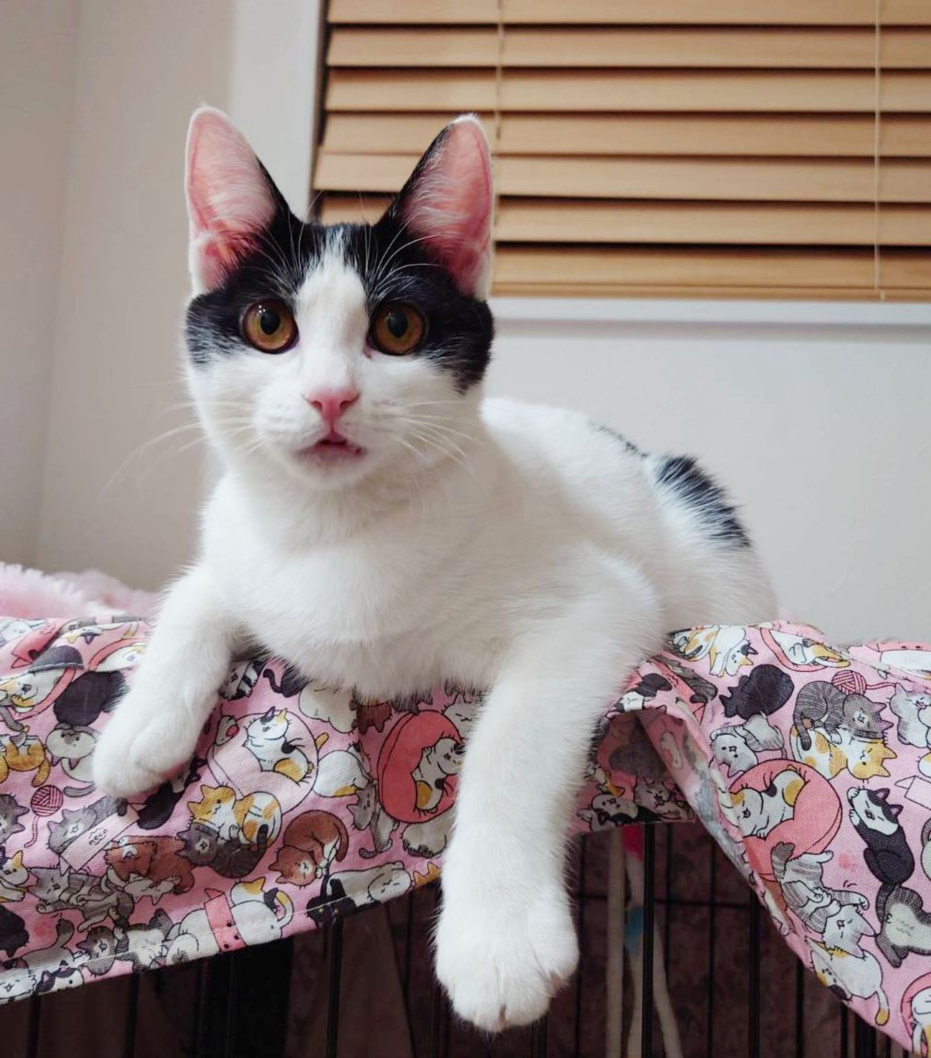 雑種（ミックス猫）・メスの里親募集の写真