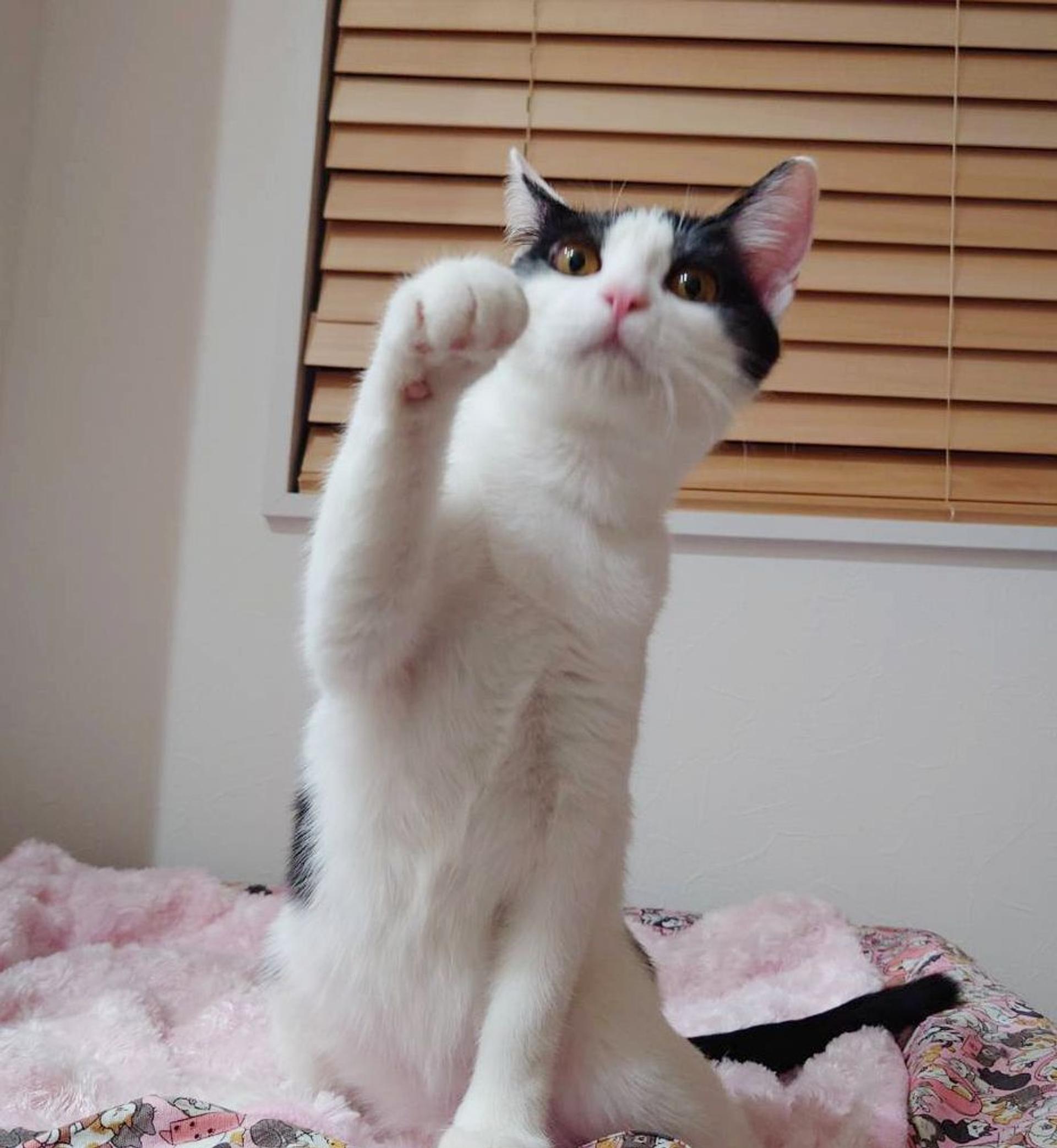 pet-image-5