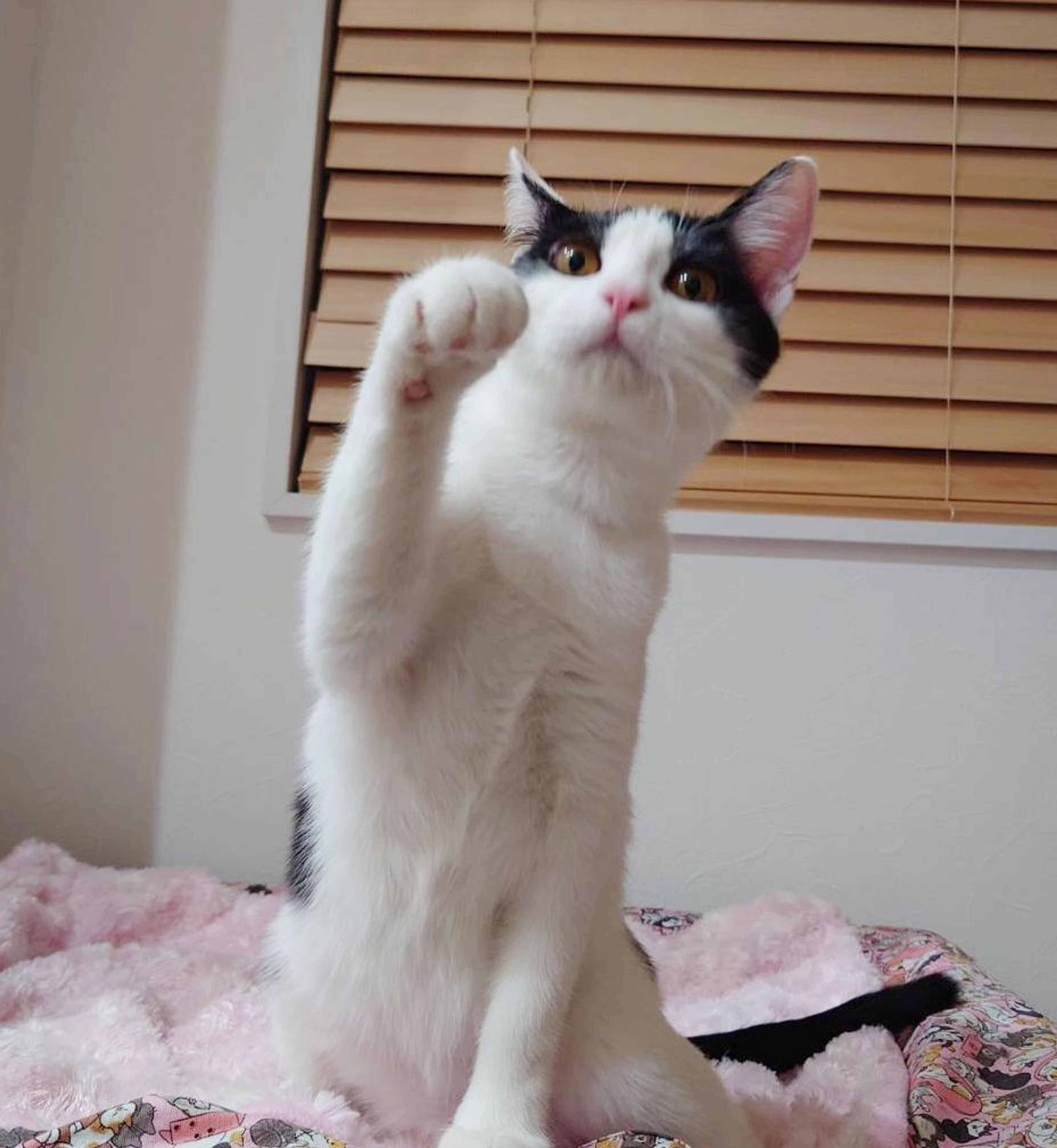 pet-image-5
