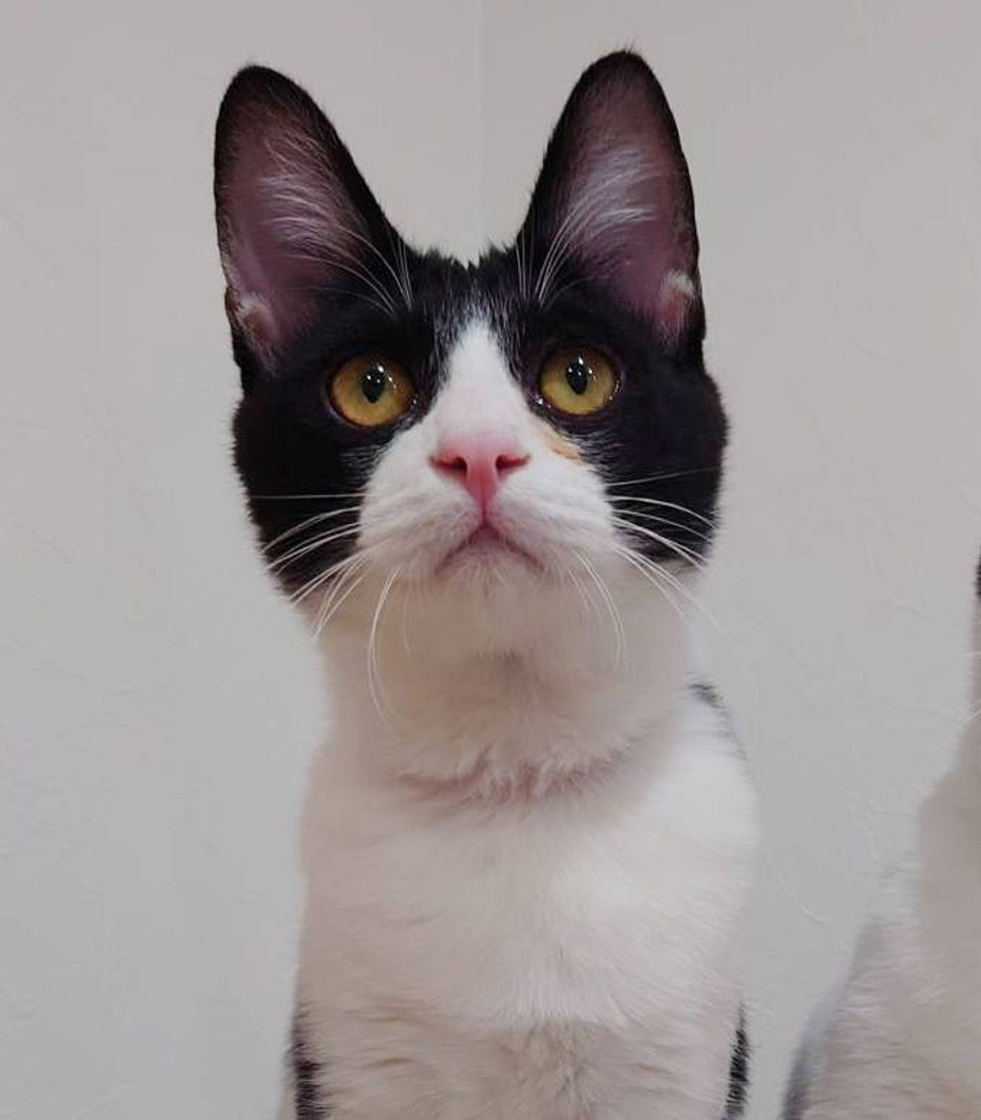 雑種（ミックス猫）・オスの里親募集の写真