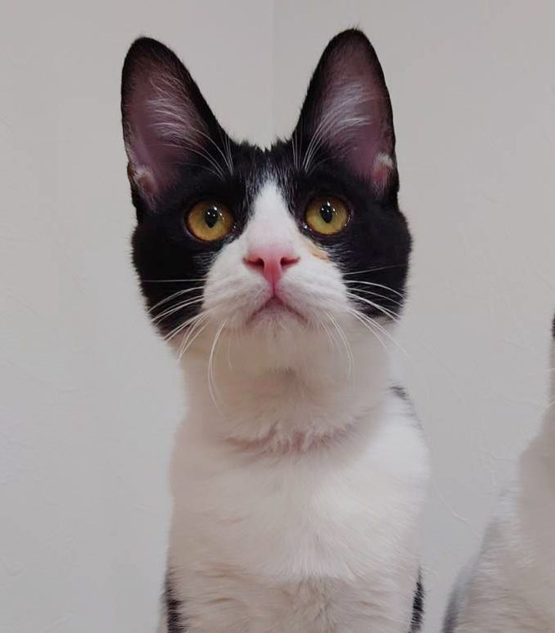 雑種（ミックス猫）・オスの里親募集の写真