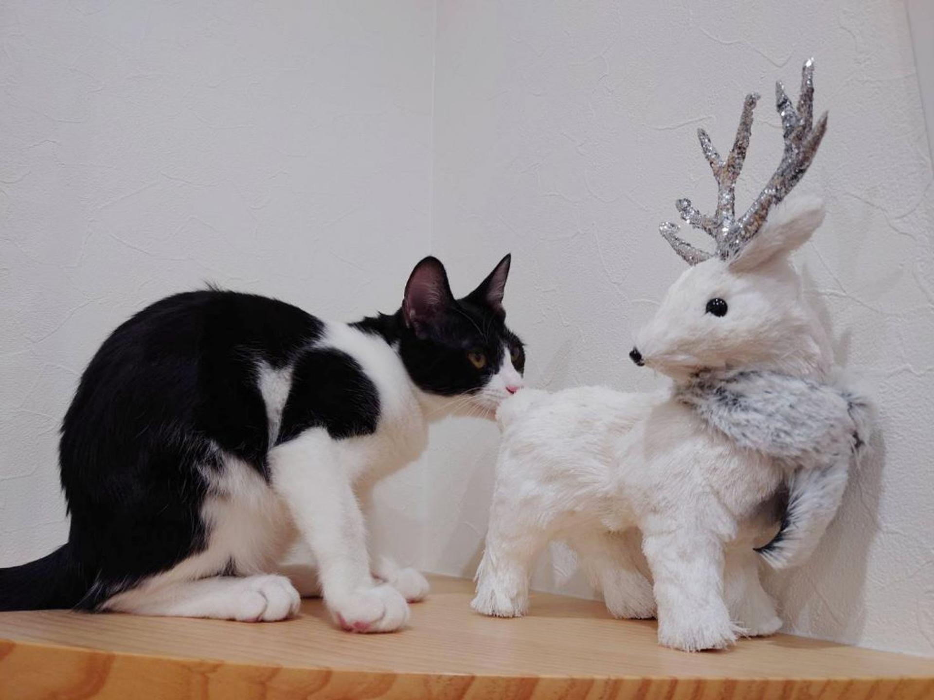 pet-image-2