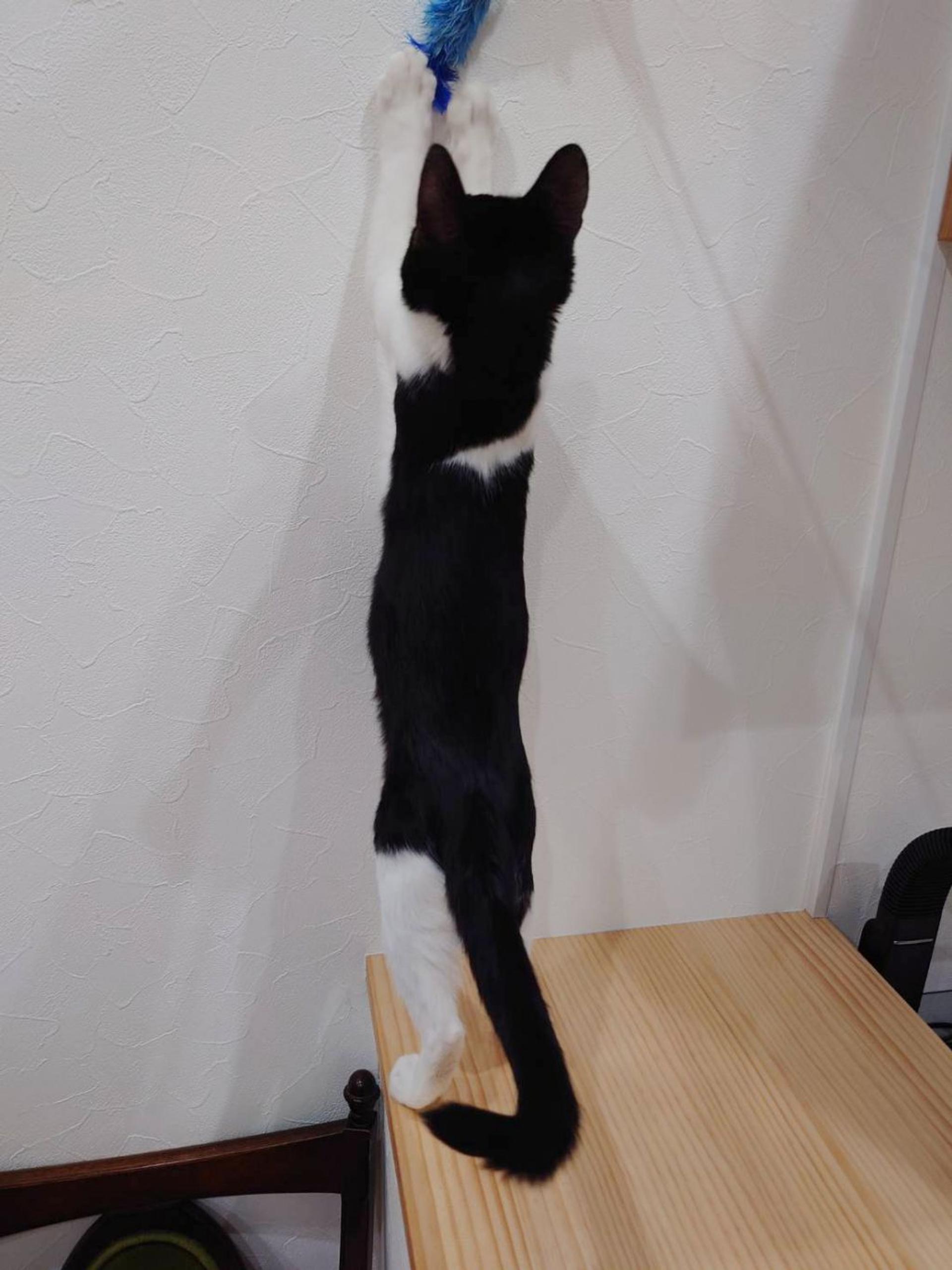 pet-image-5