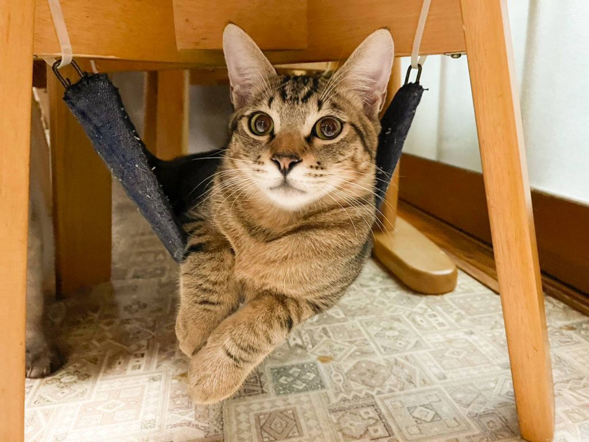 雑種（ミックス猫）・オスの里親募集の写真