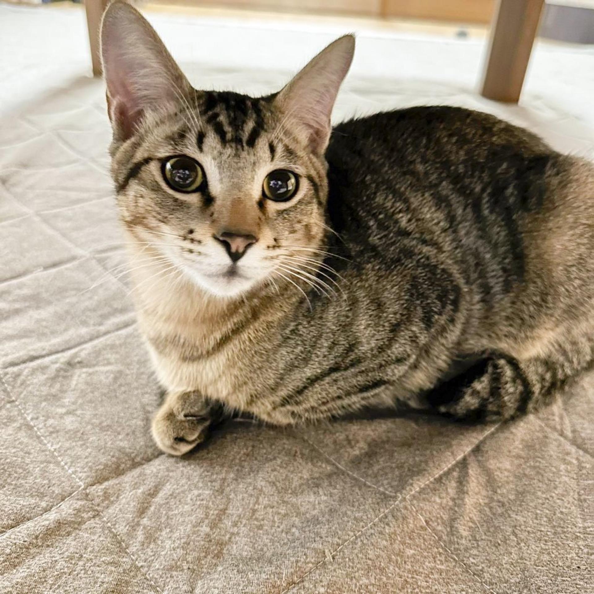 pet-image-2