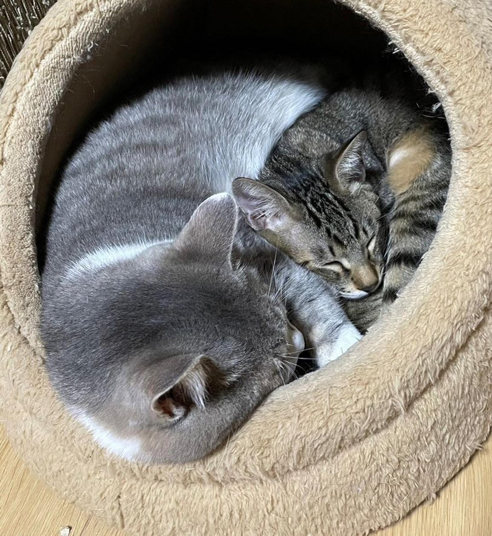 pet-image-4