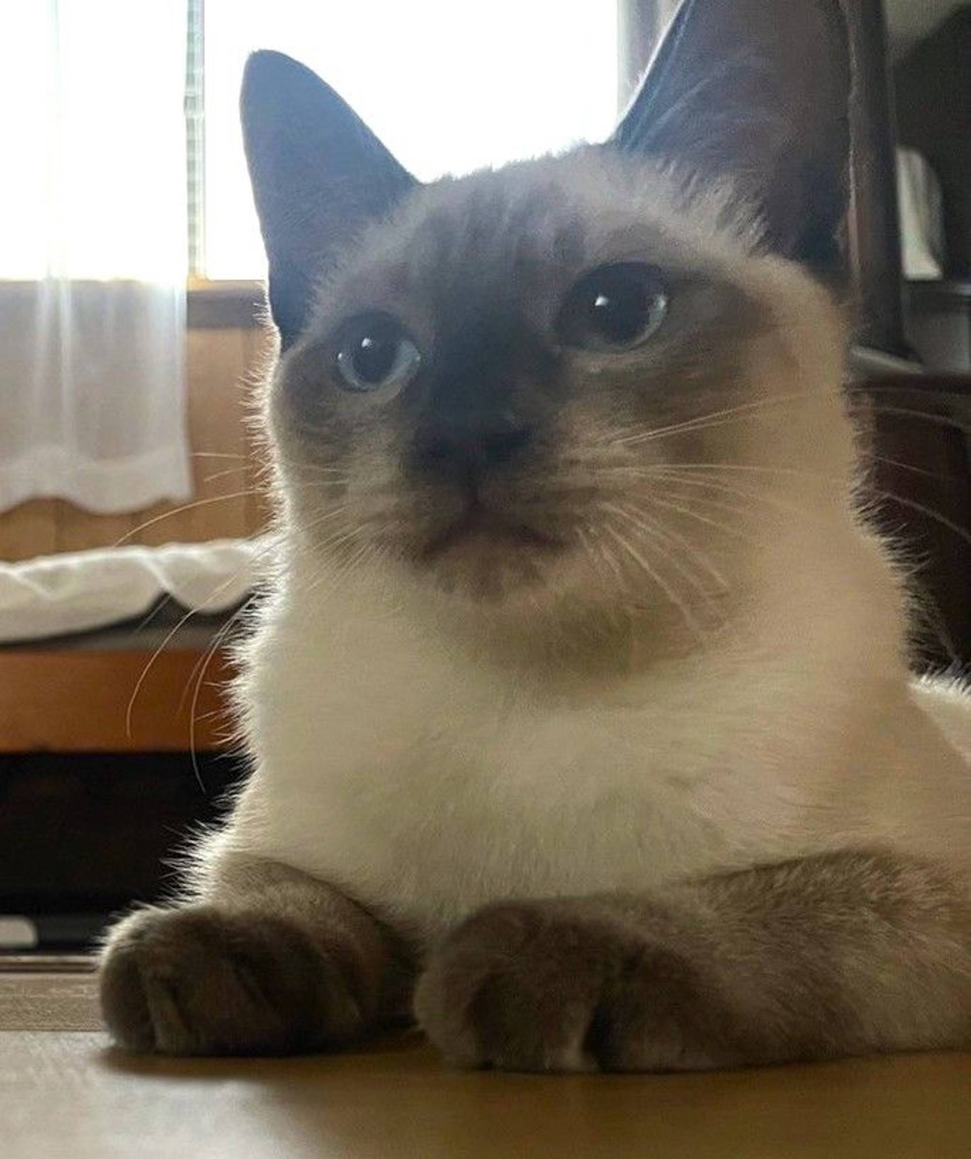 雑種（ミックス猫）・オスの里親募集の写真