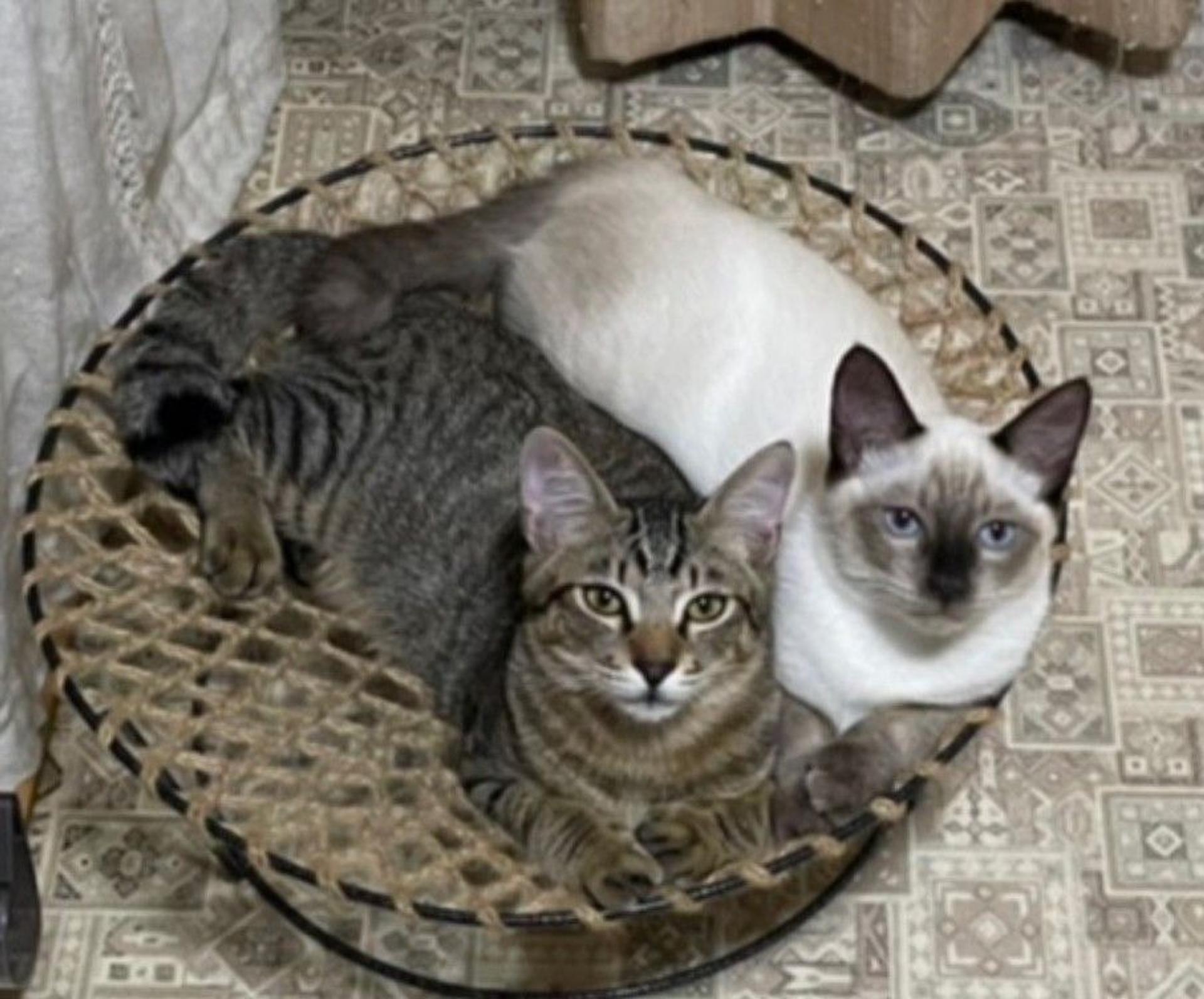 pet-image-3