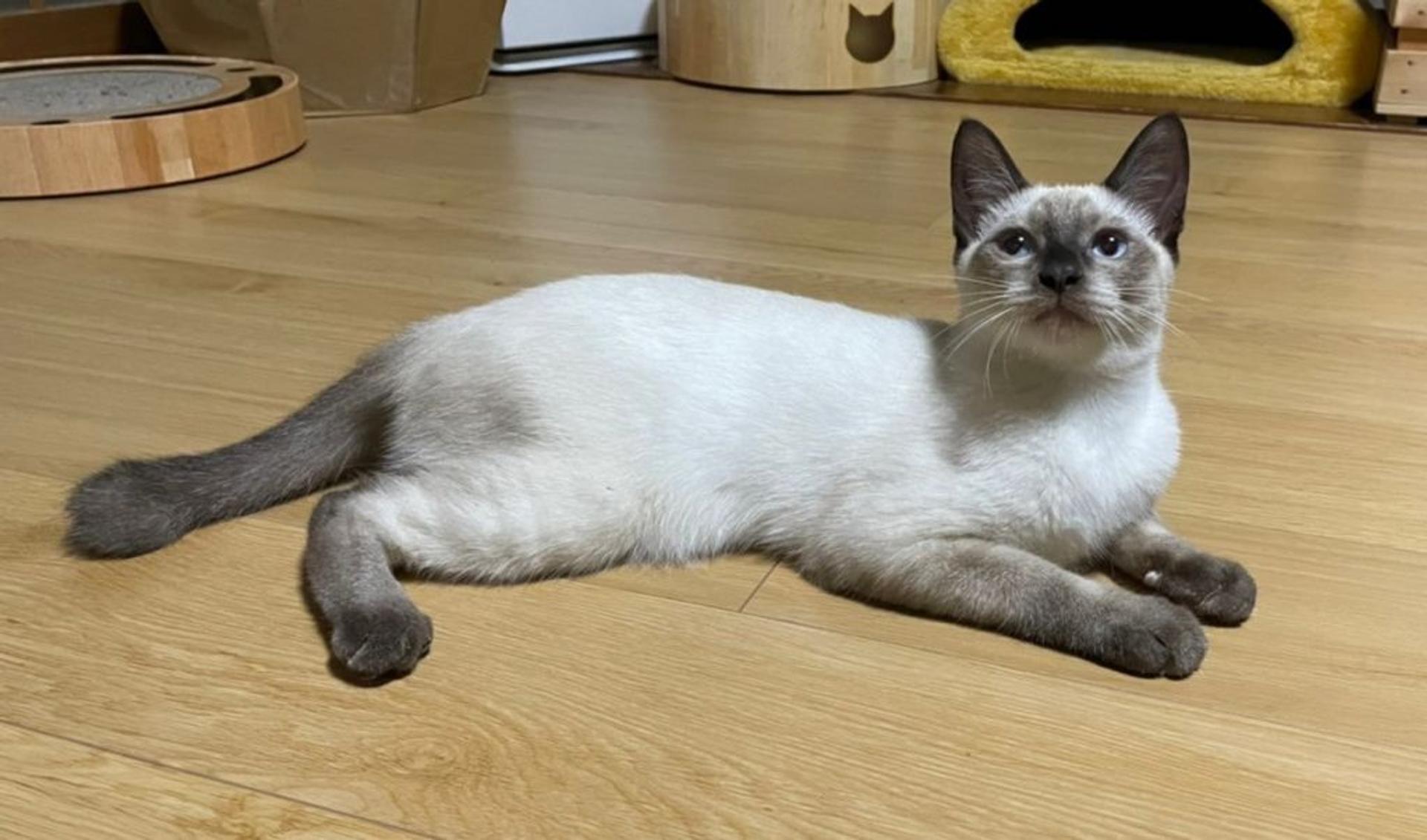 pet-image-5