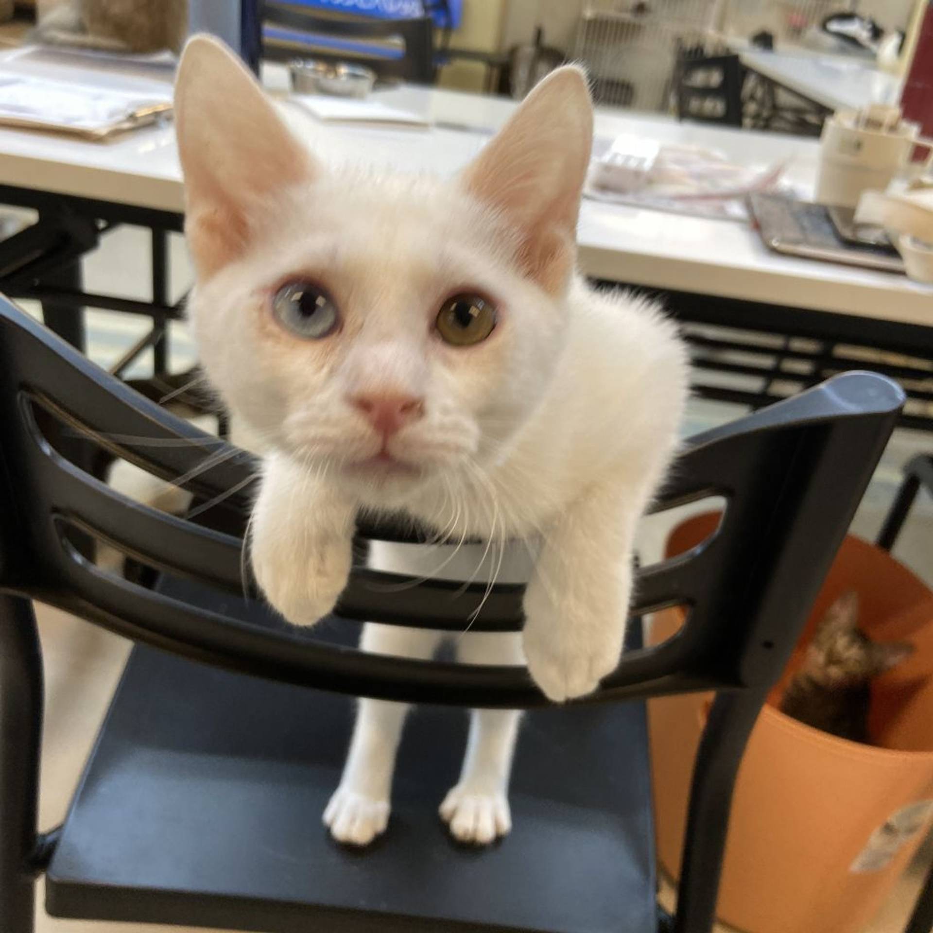 雑種（ミックス猫）・メスの里親募集の写真