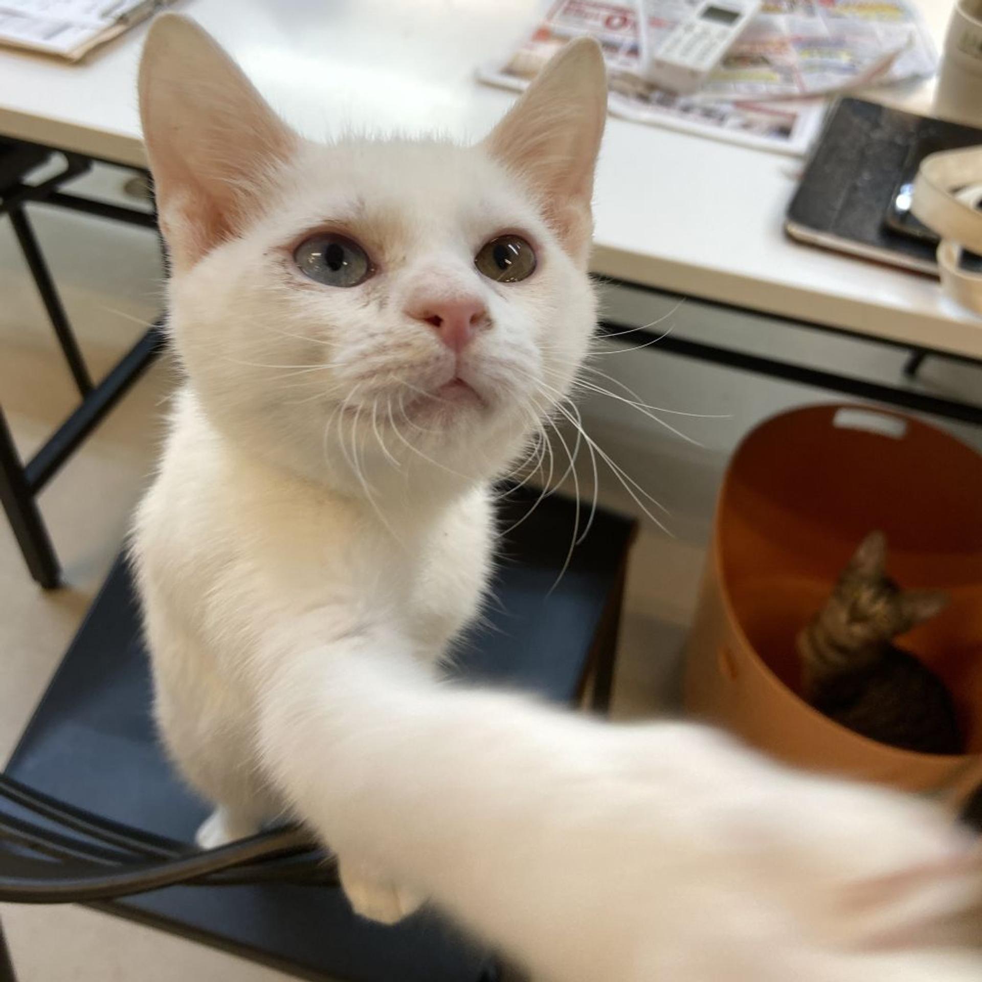 pet-image-2