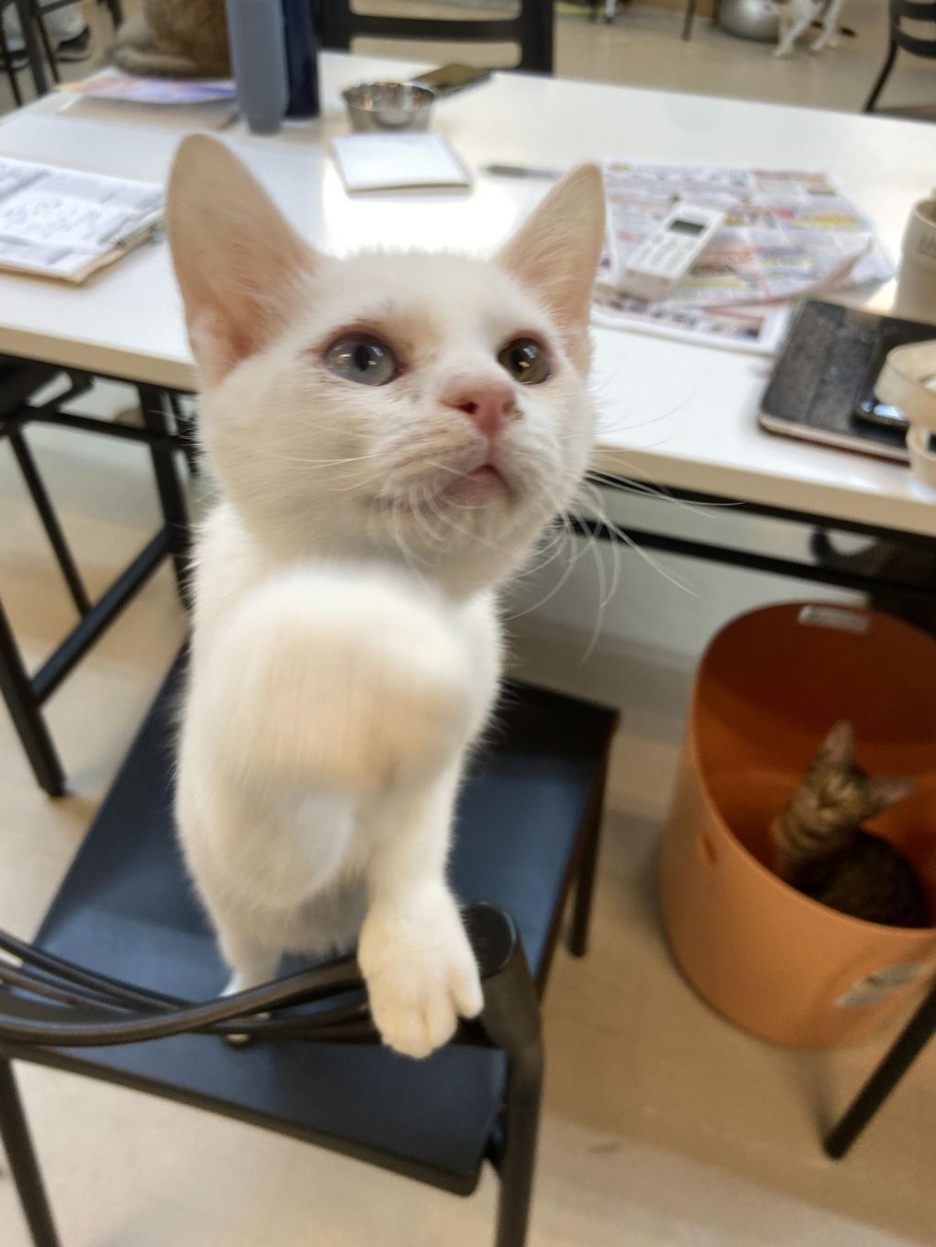 pet-image-3