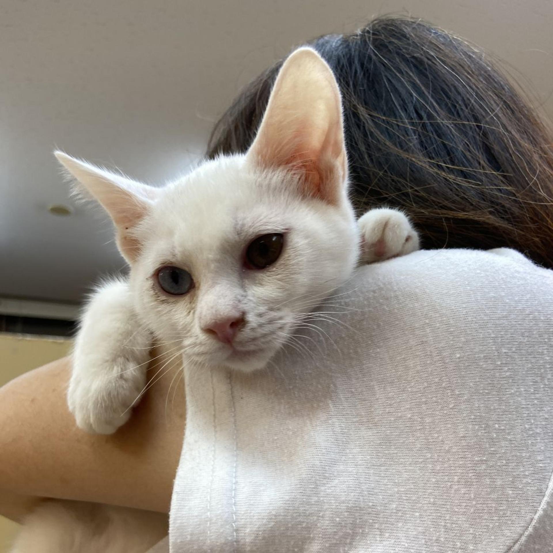 pet-image-4