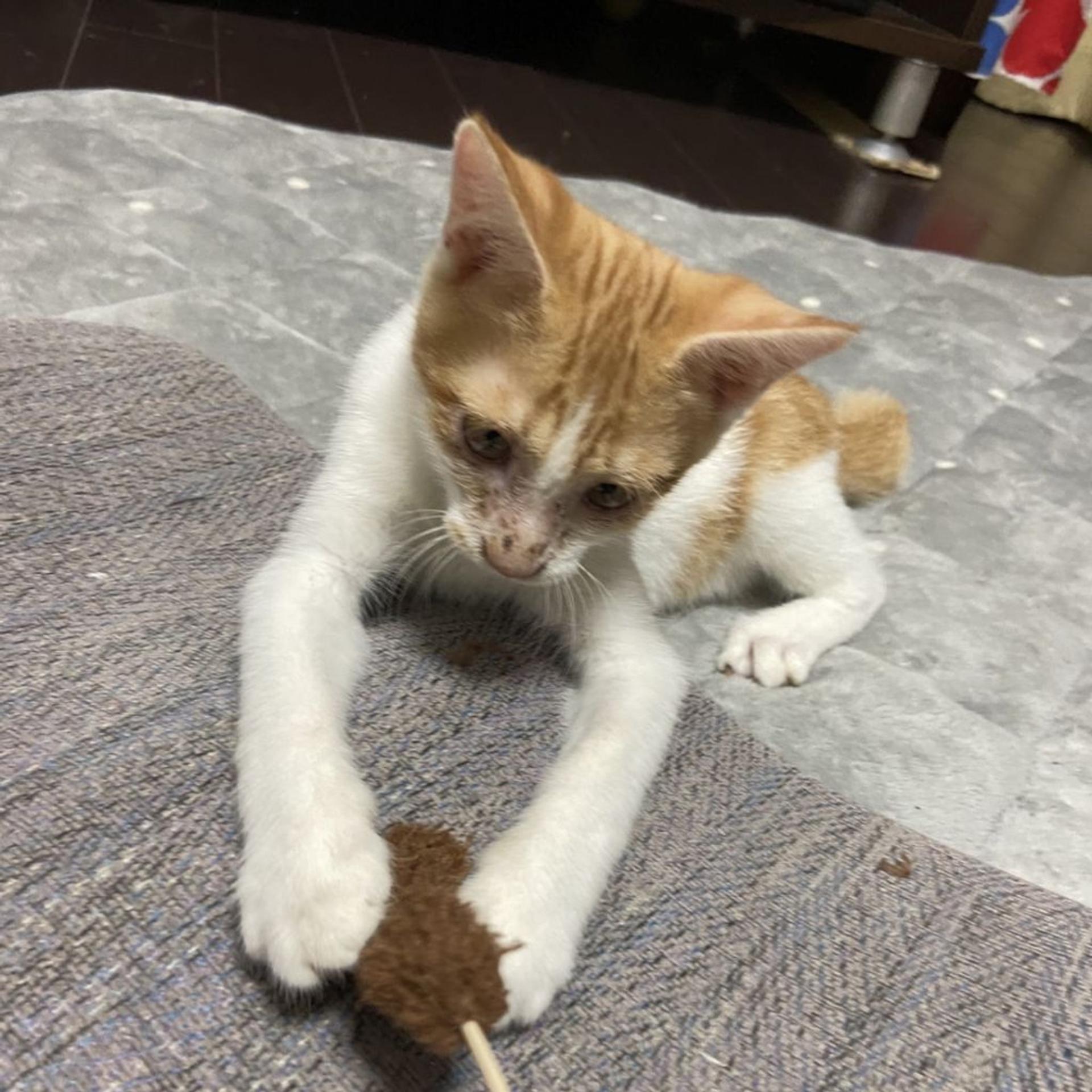 pet-image-2