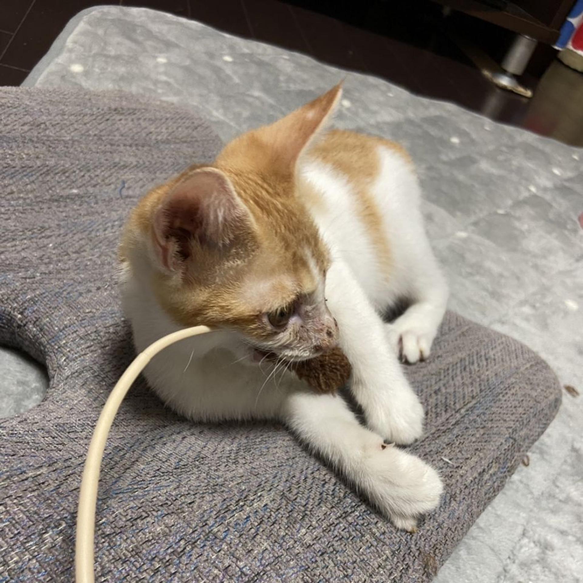 pet-image-3