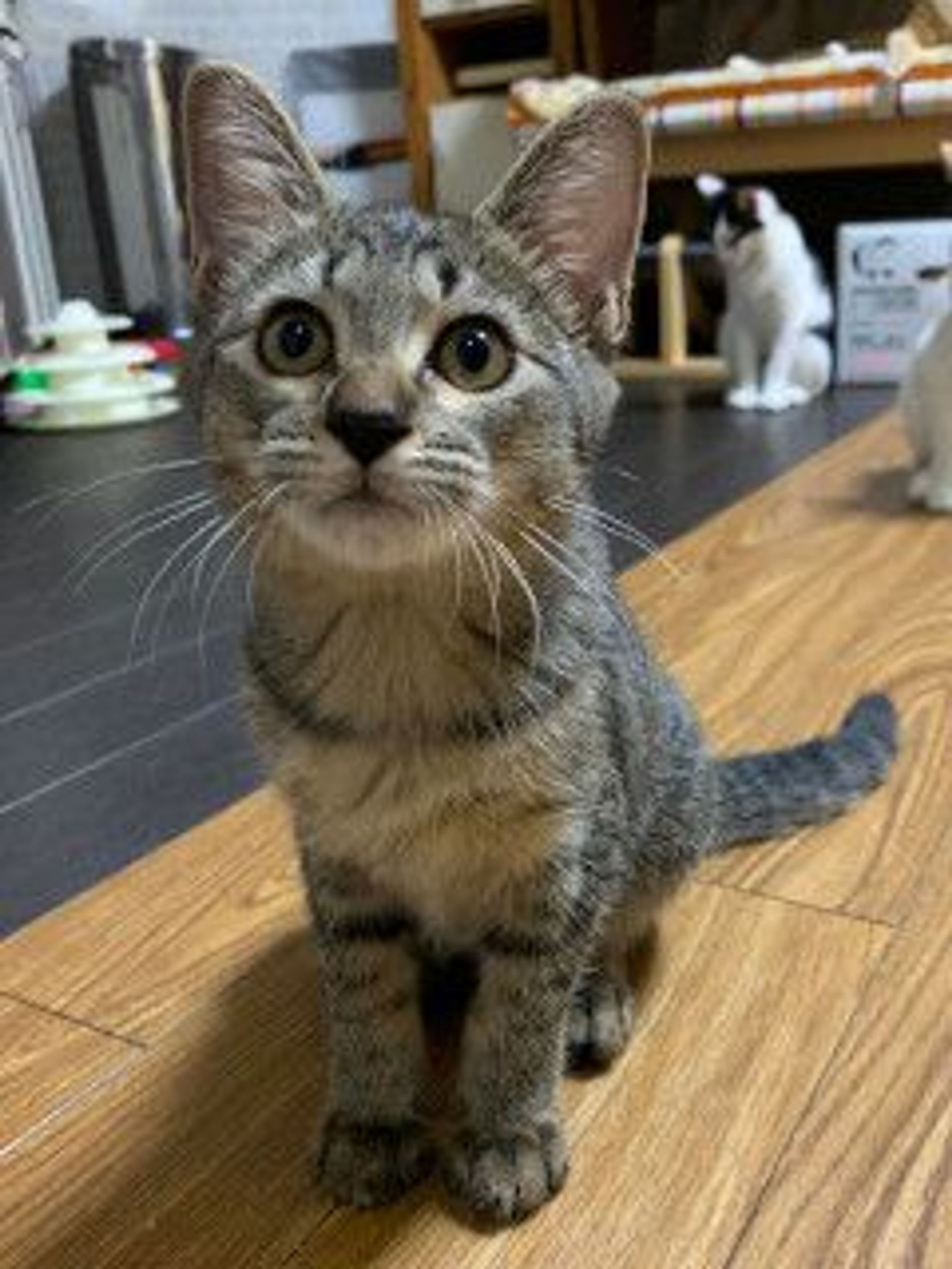 雑種（ミックス猫）・メスの里親募集の写真