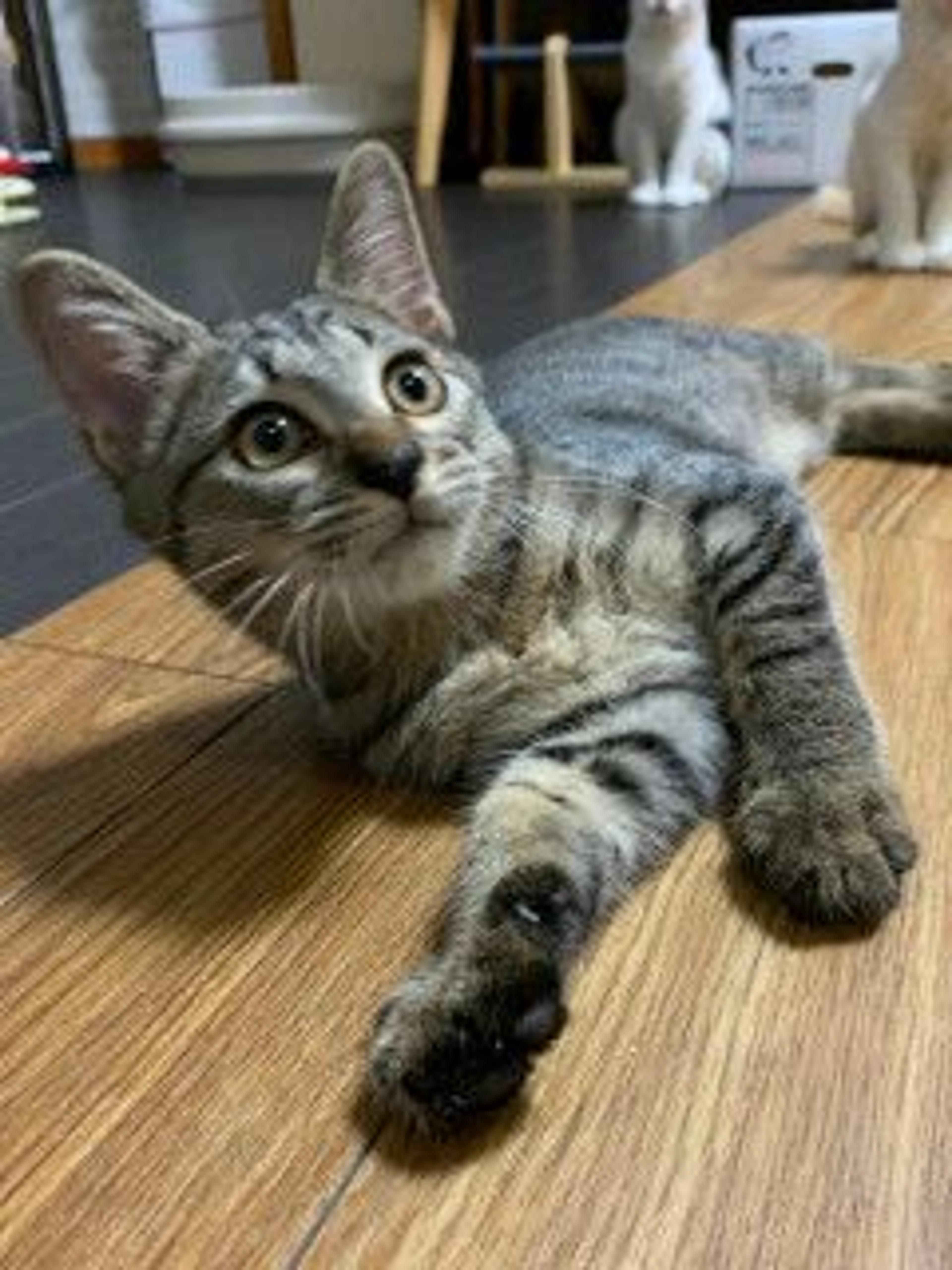 pet-image-2