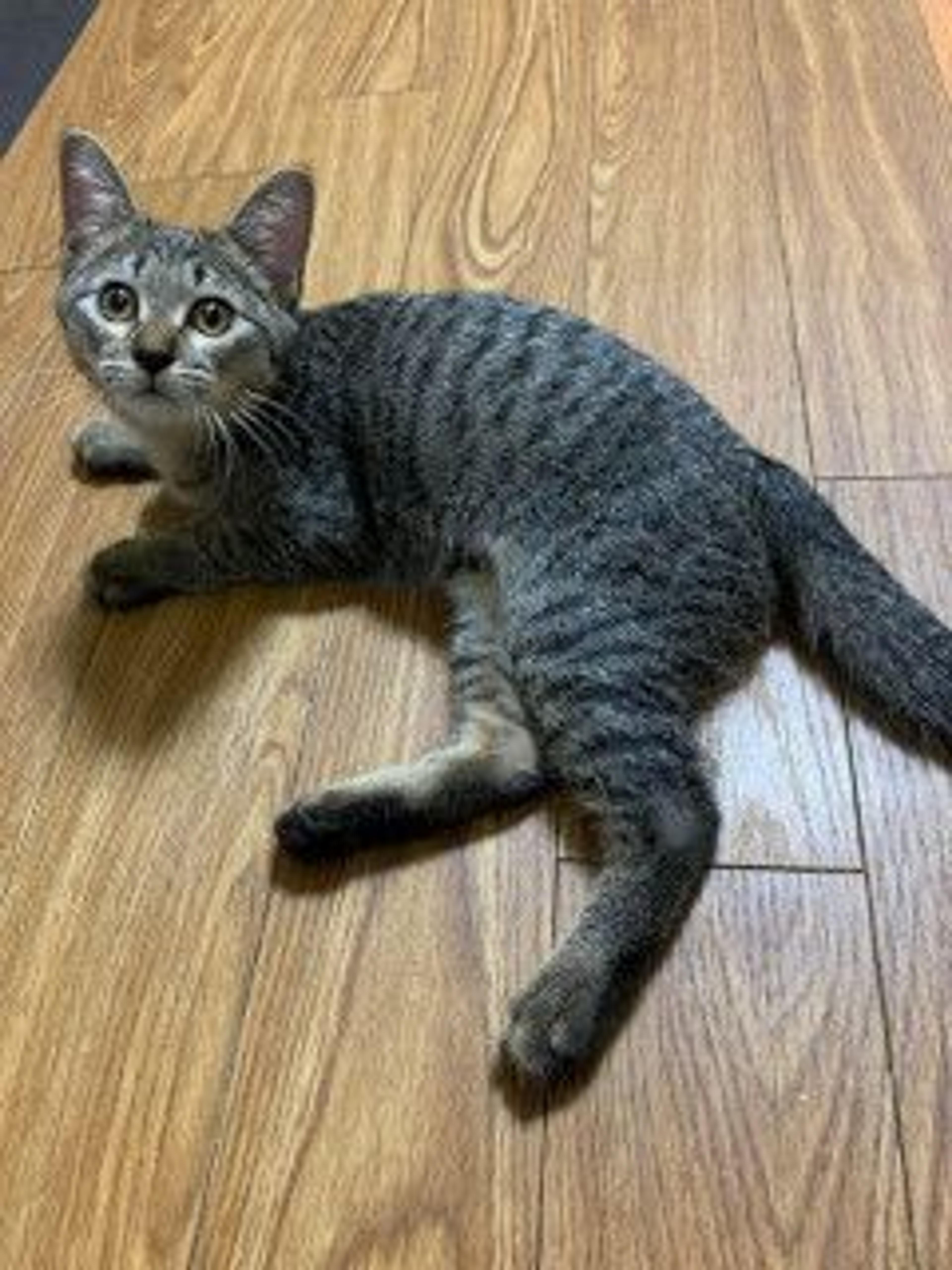 pet-image-3