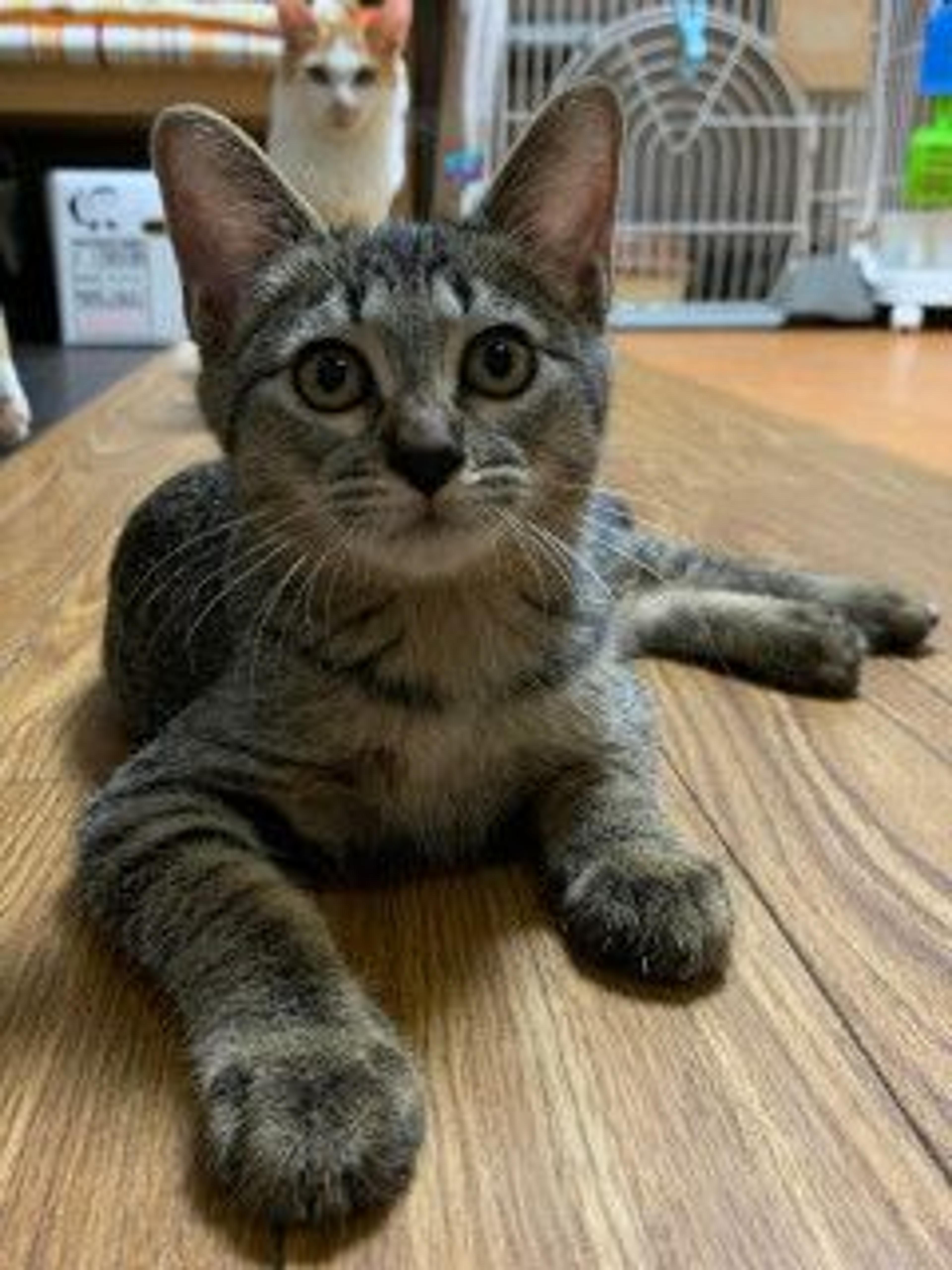 pet-image-4
