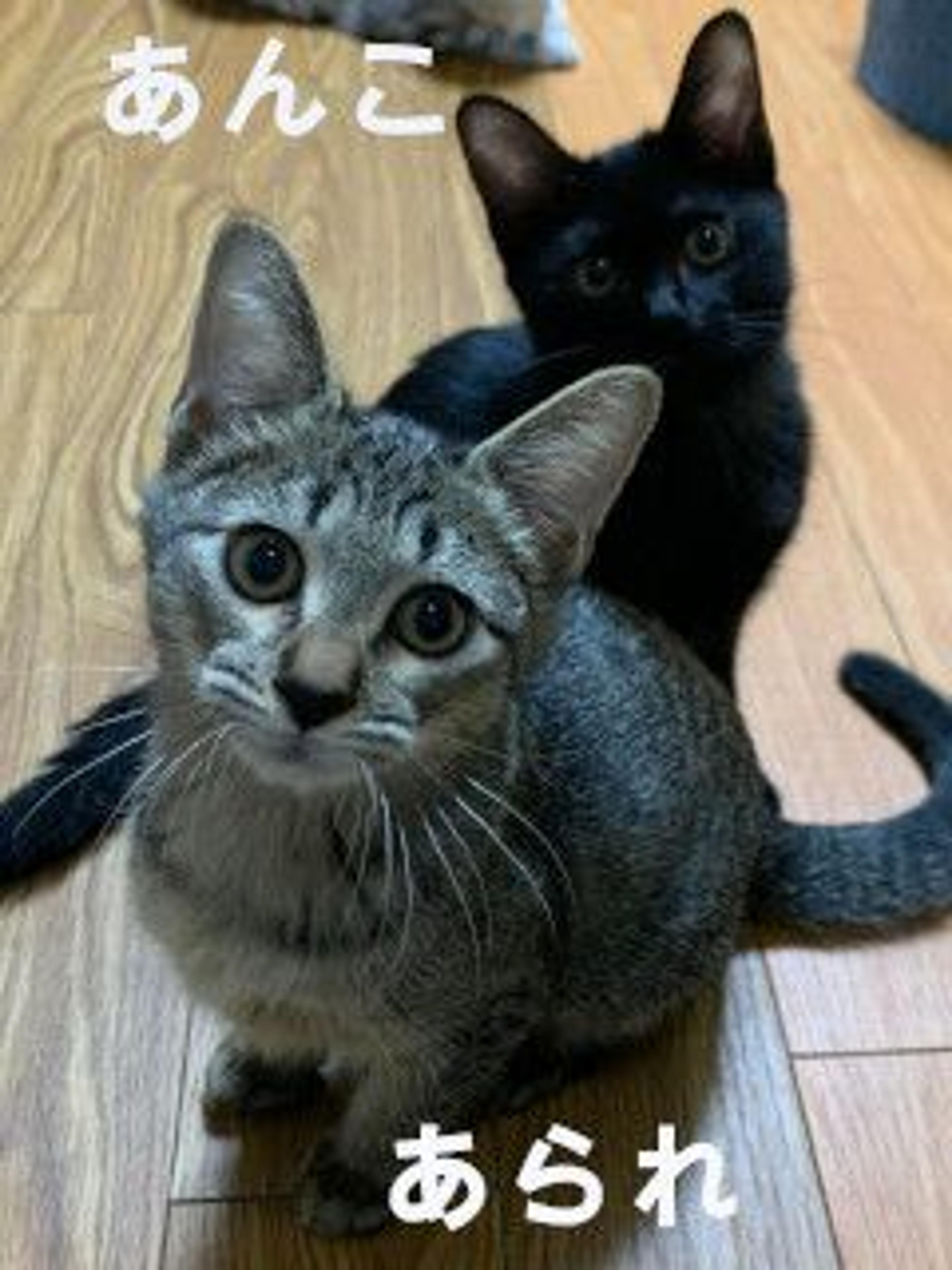 pet-image-5