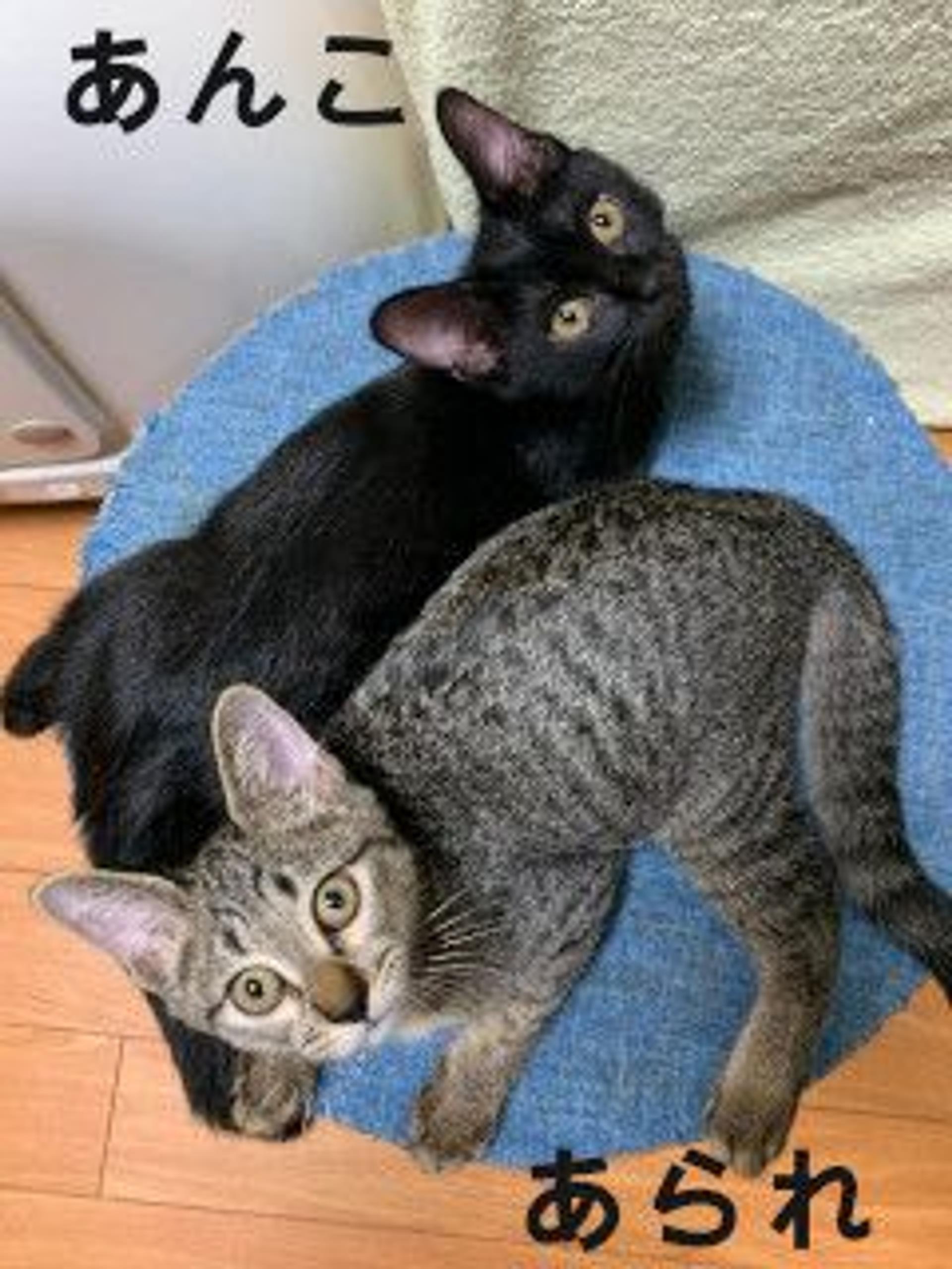 pet-image-6
