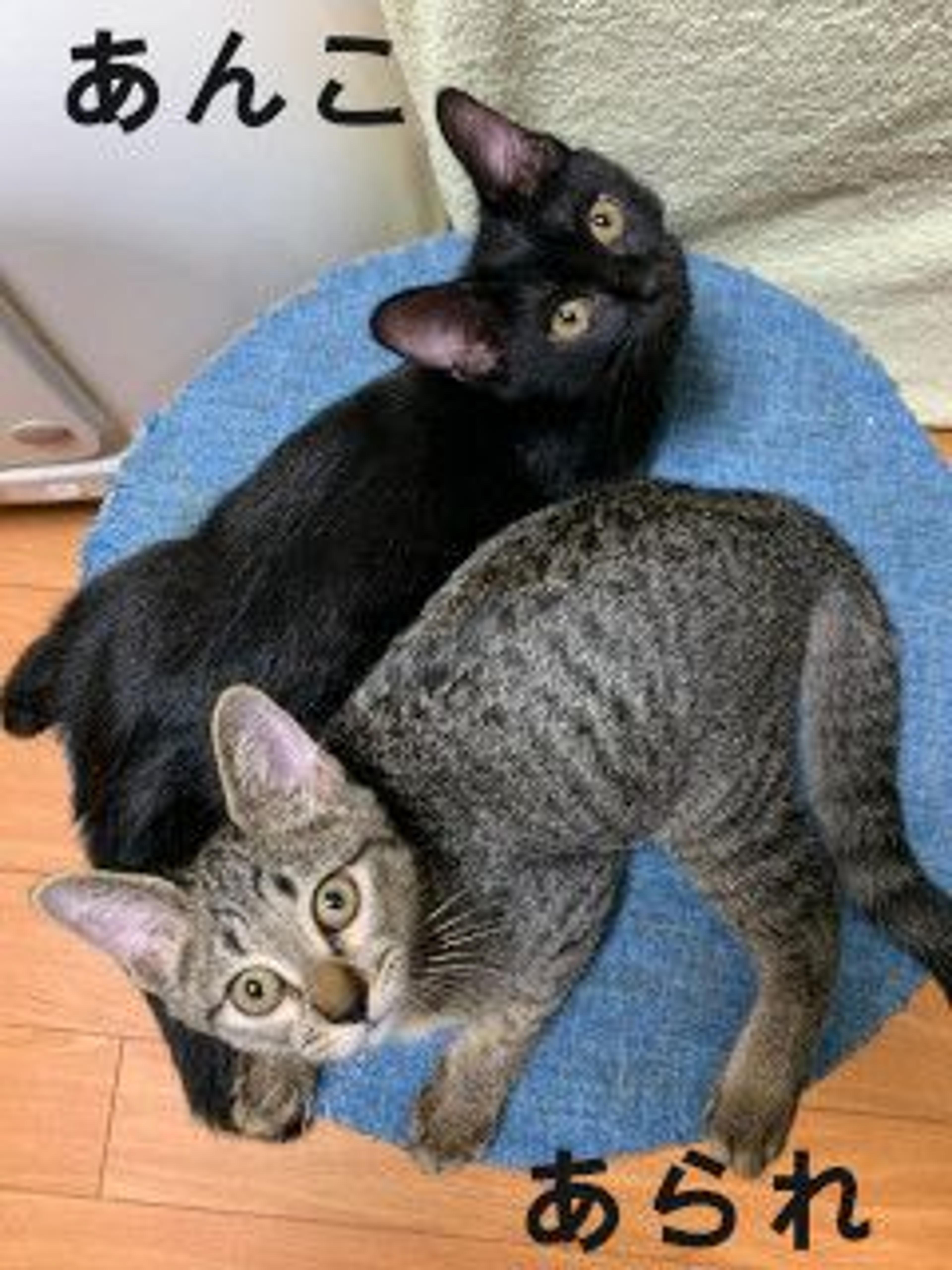 pet-image-6