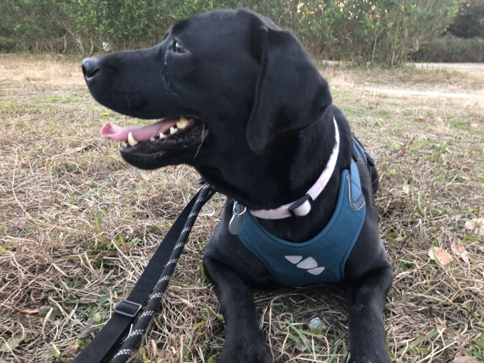 pet-image-4