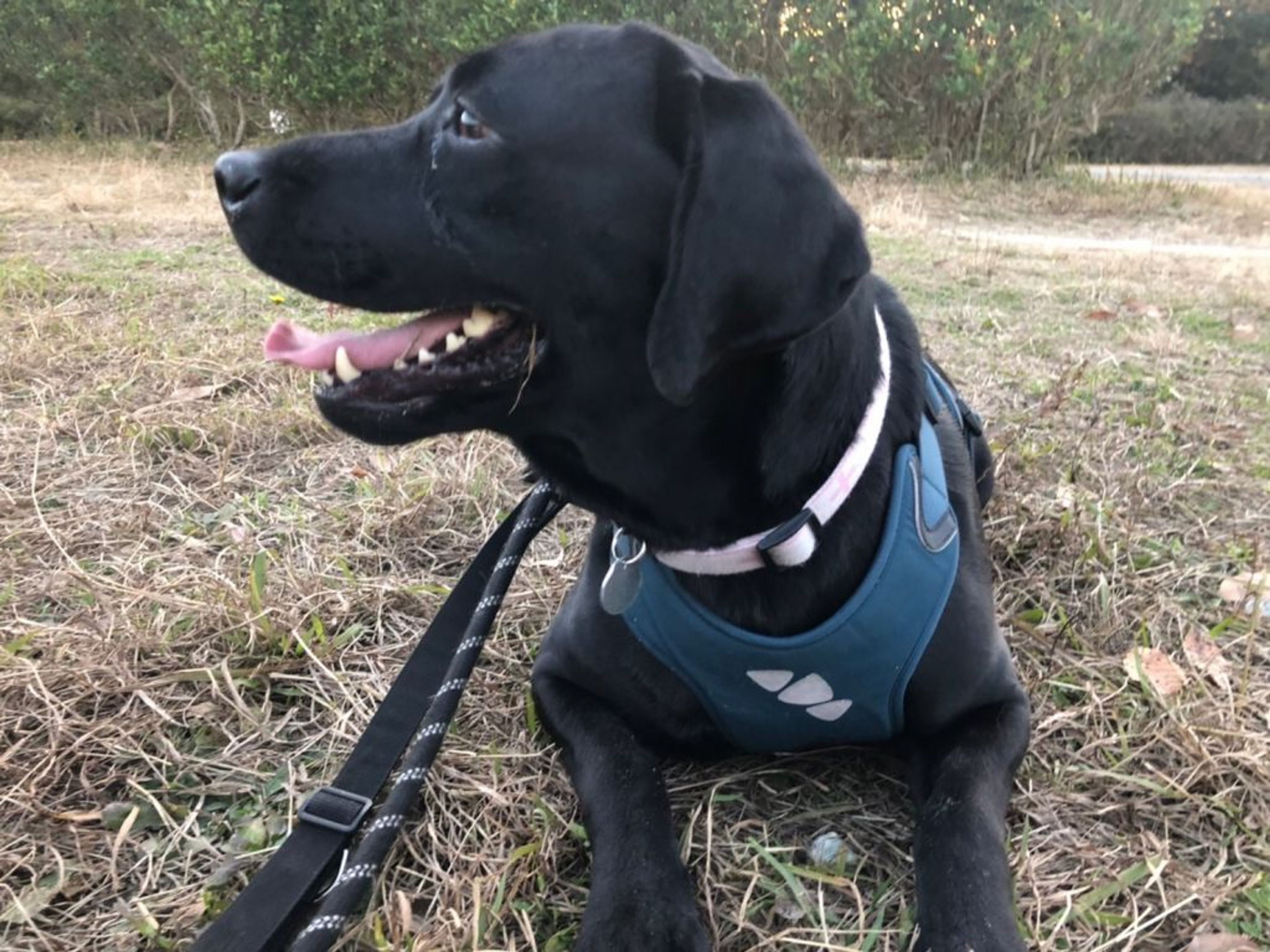 pet-image-4