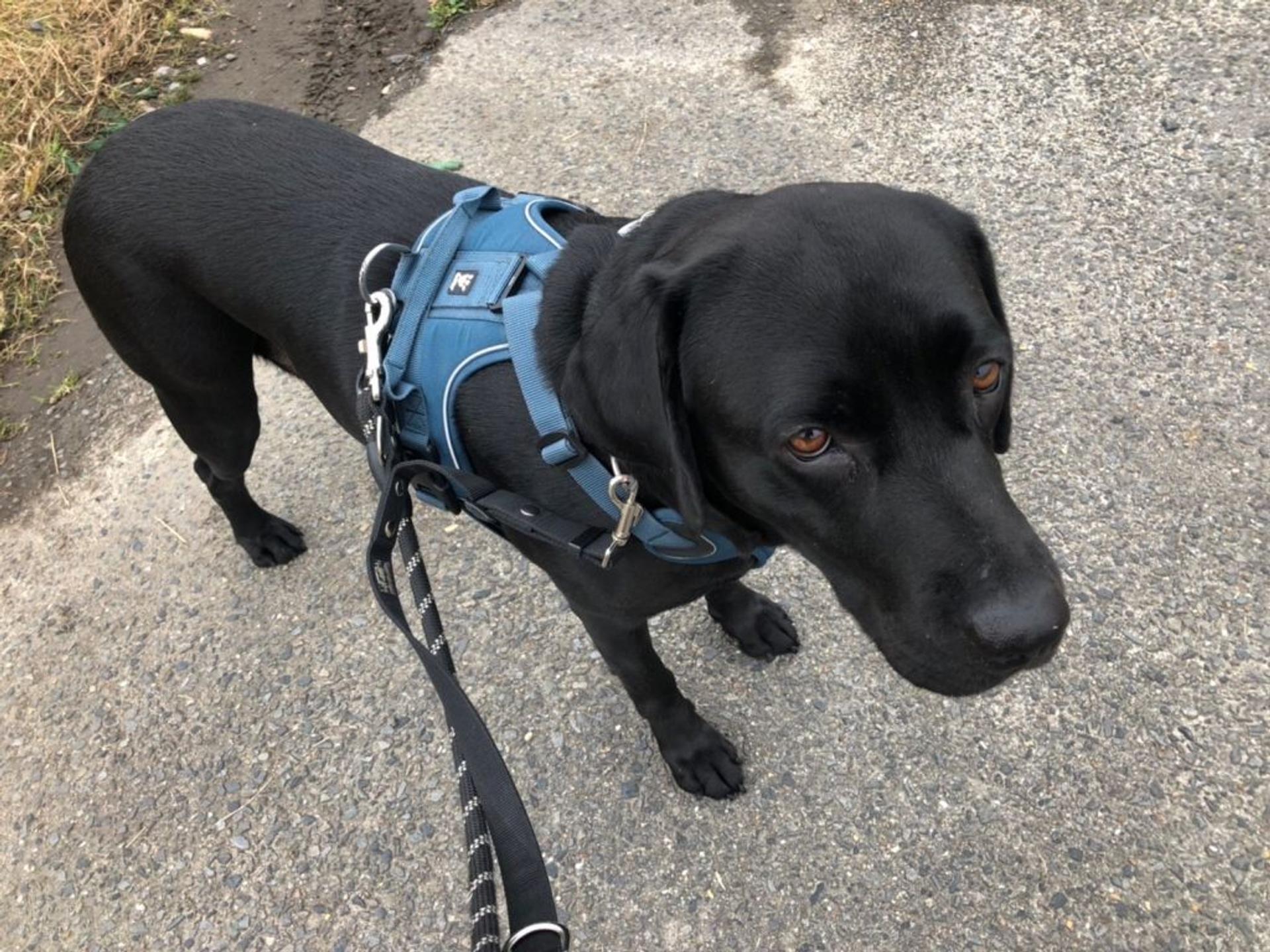 pet-image-5