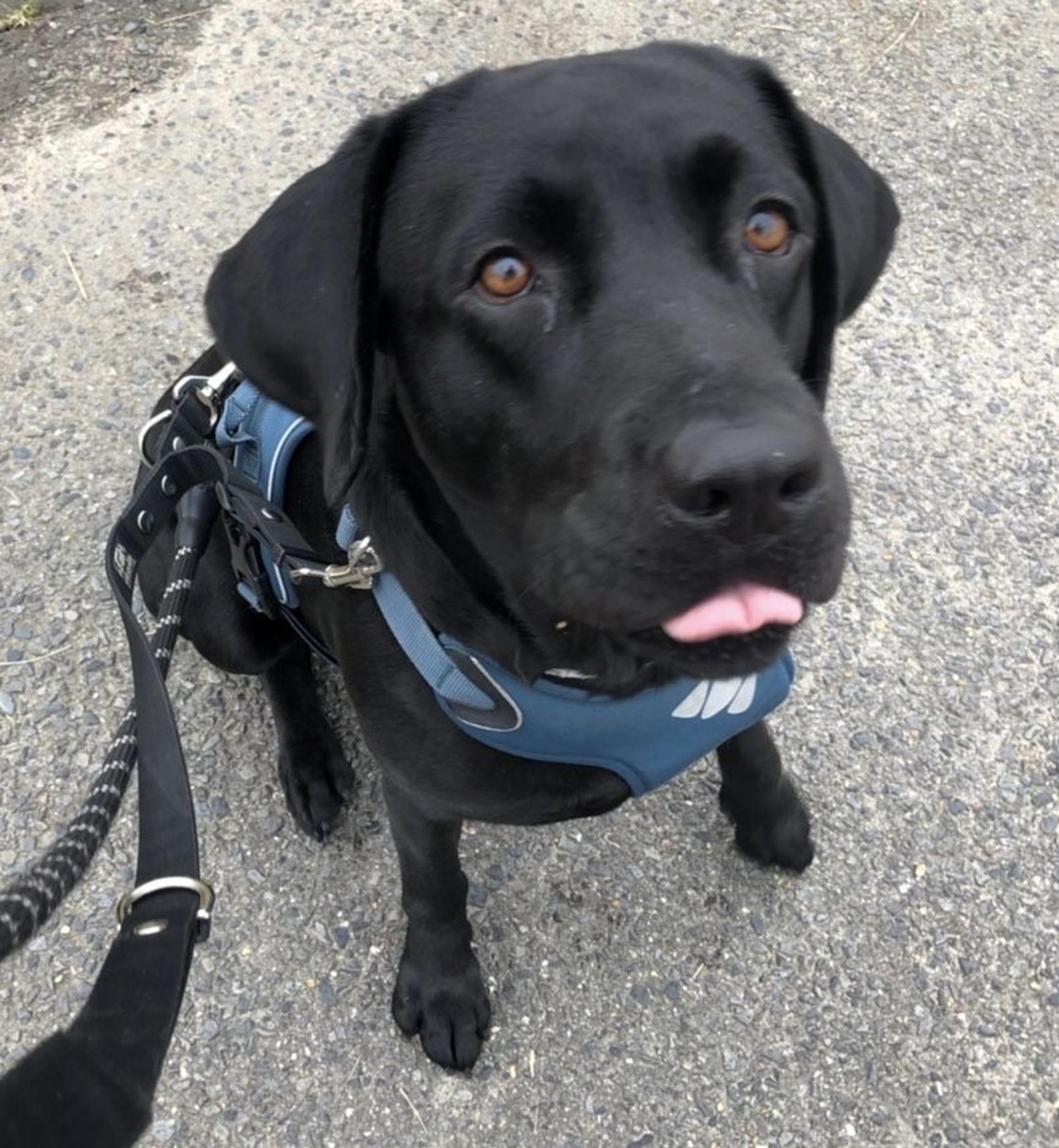 pet-image-6