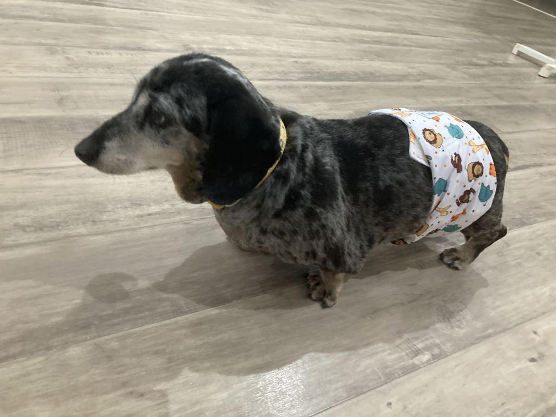 pet-image-4