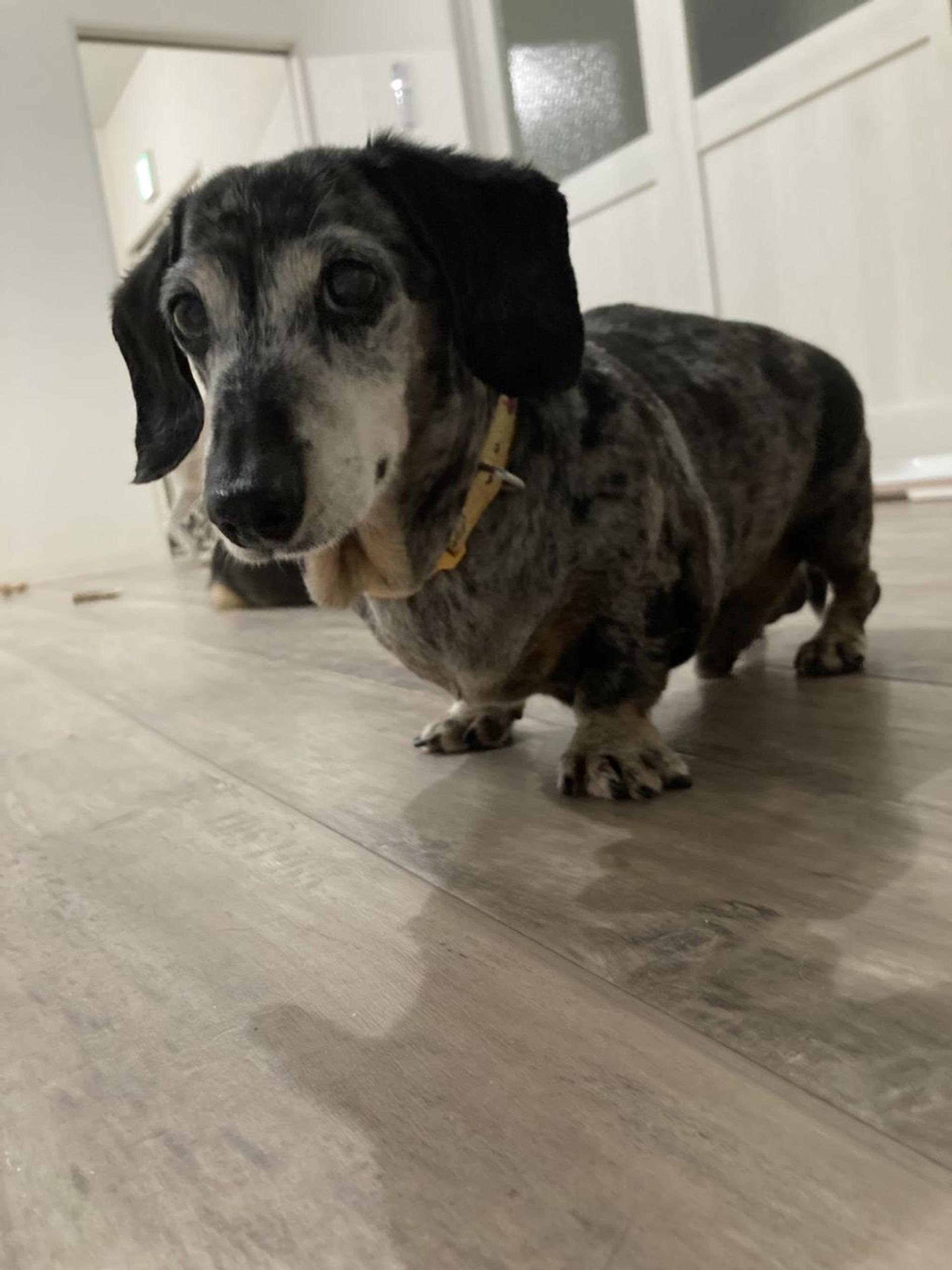 pet-image-5