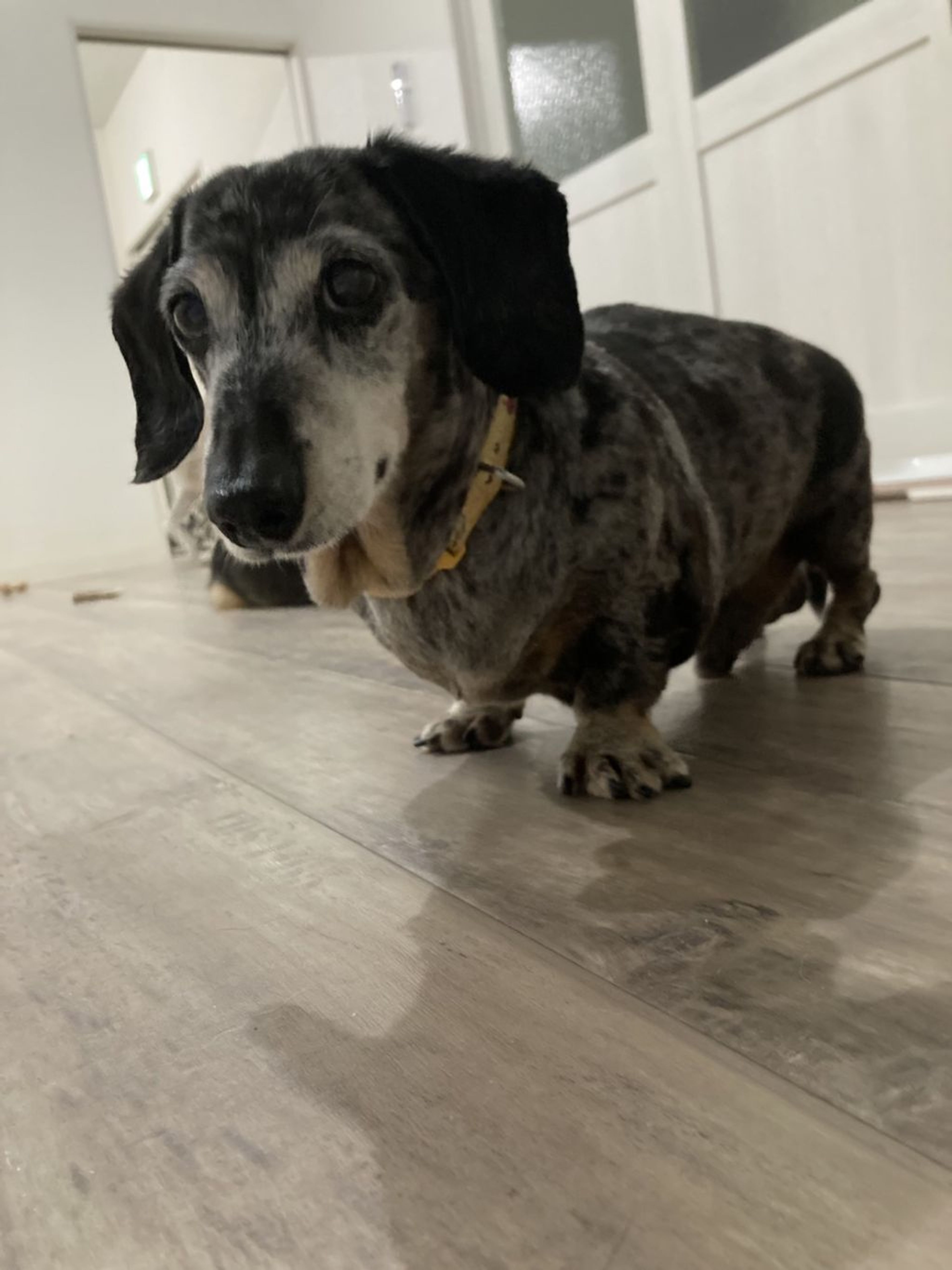 pet-image-5